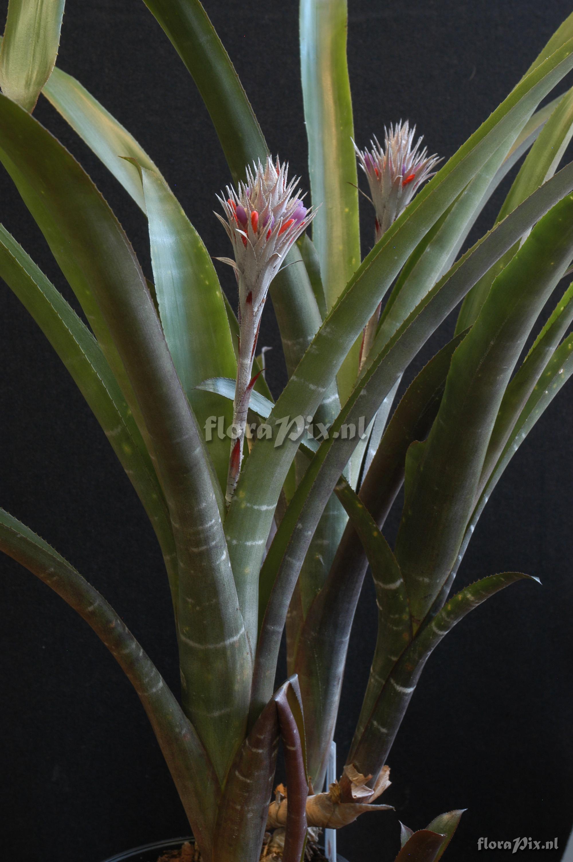 Tillandsia ionantha var. stricta  zaaddoos