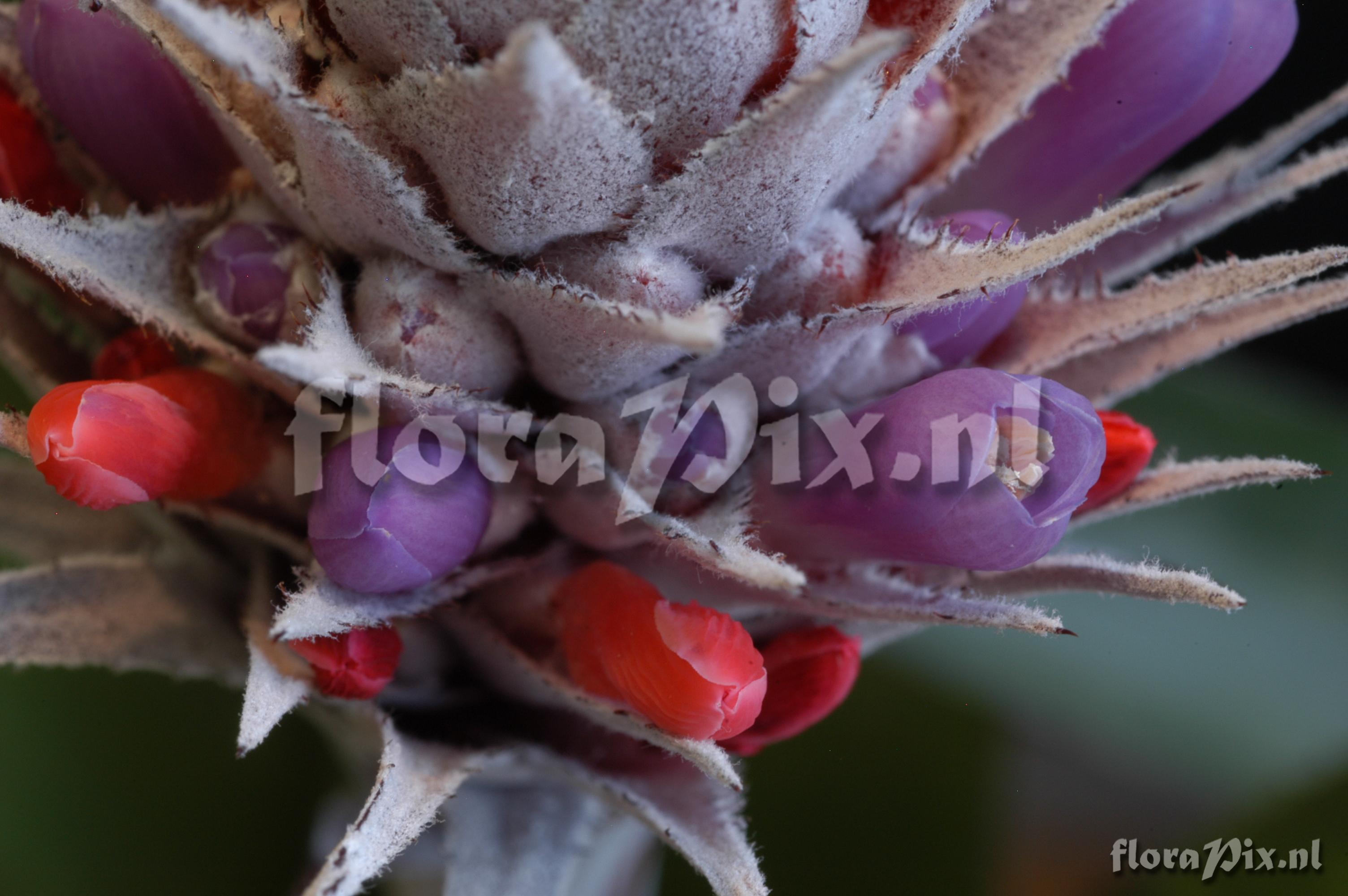 Aechmea dealbata