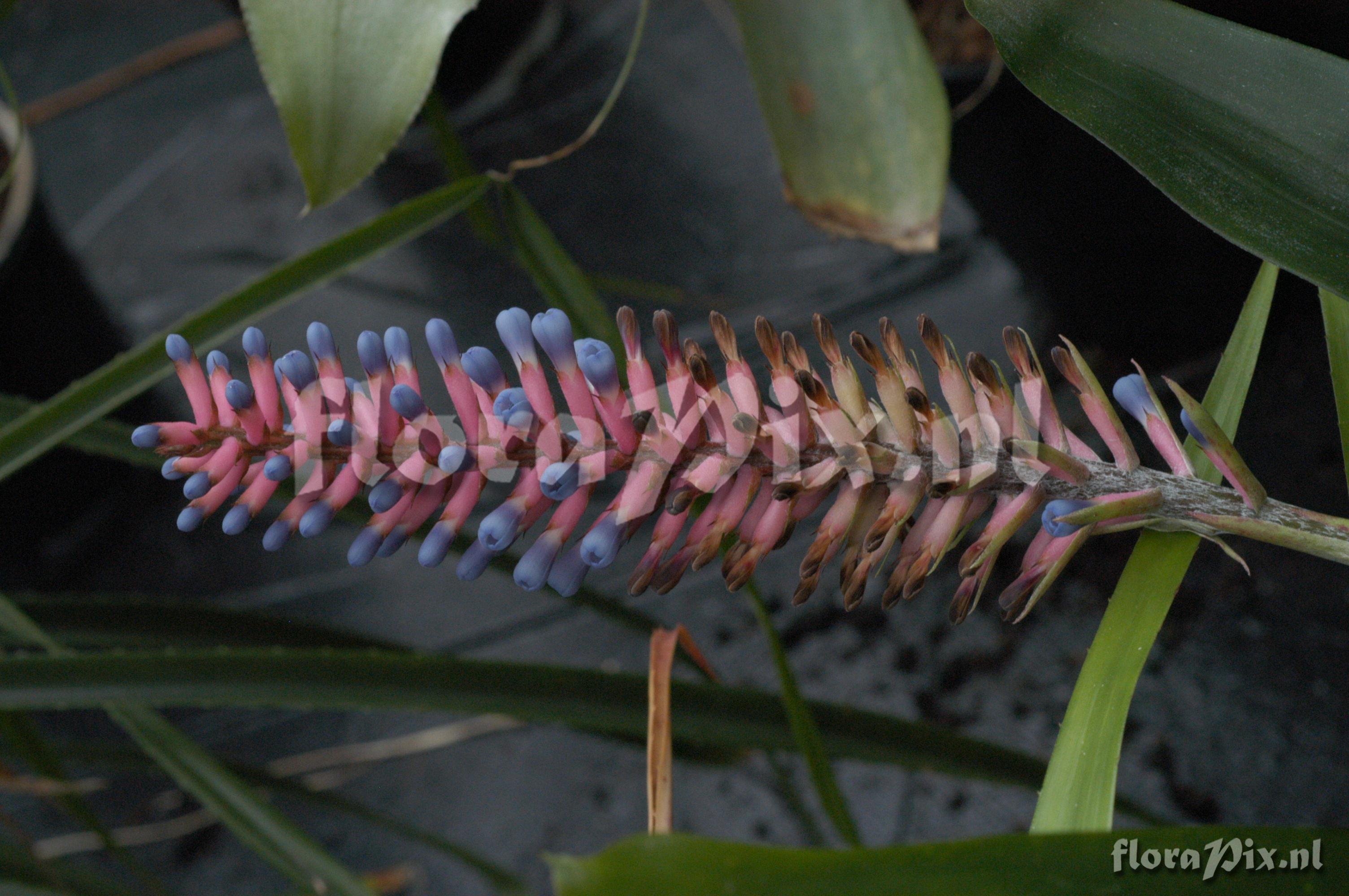 Aechmea gamosepala