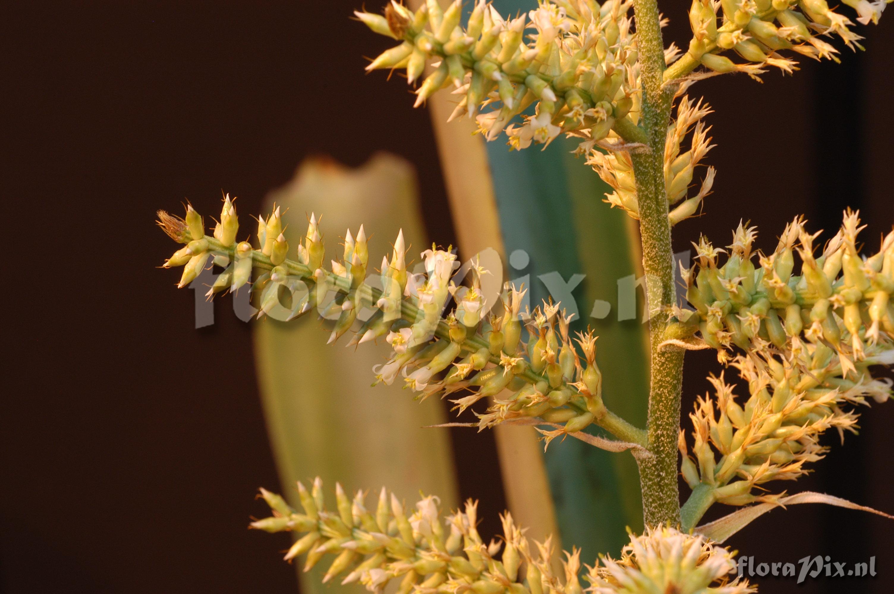 Aechmea lingulata