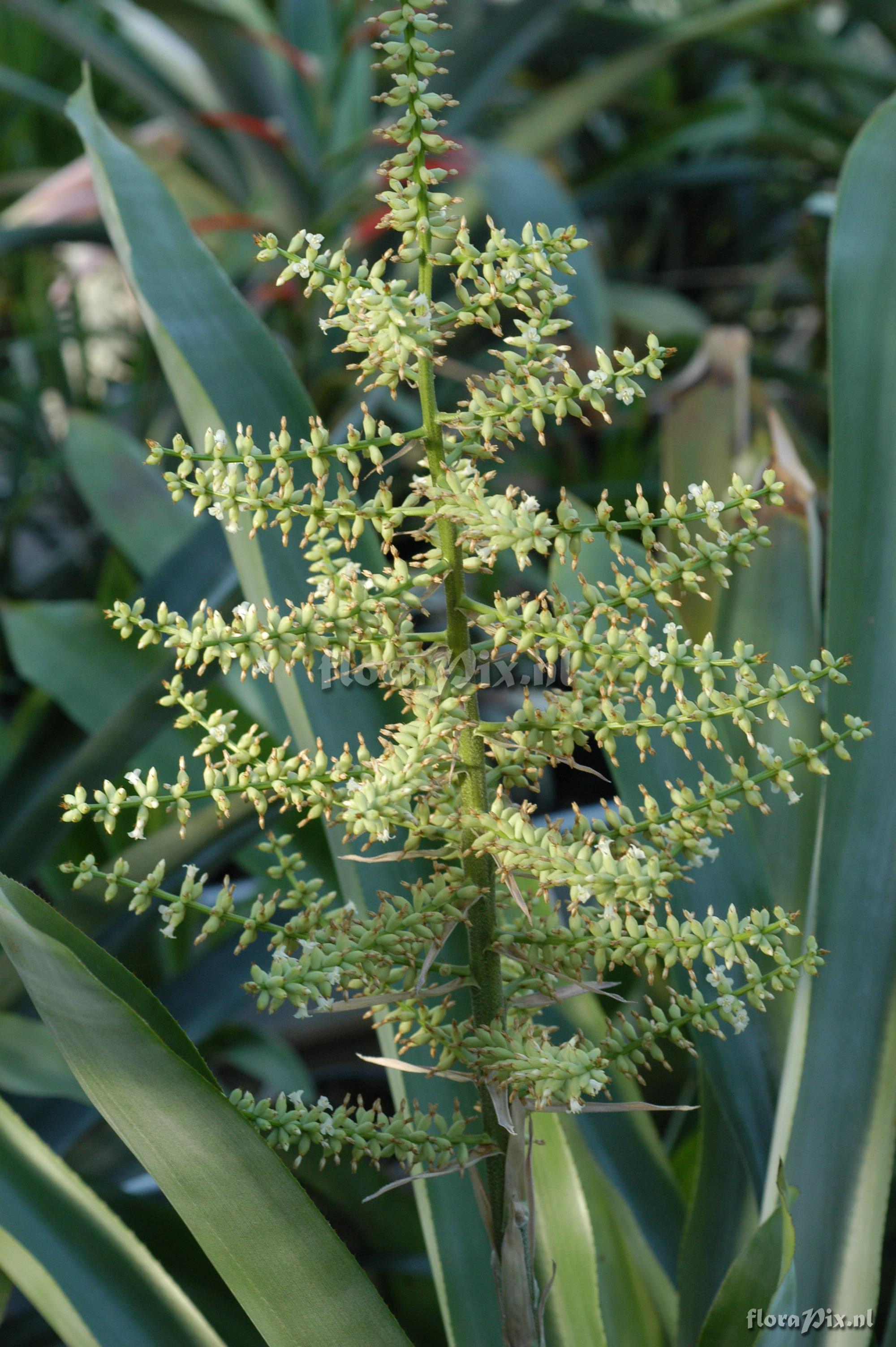 Aechmea lingulata