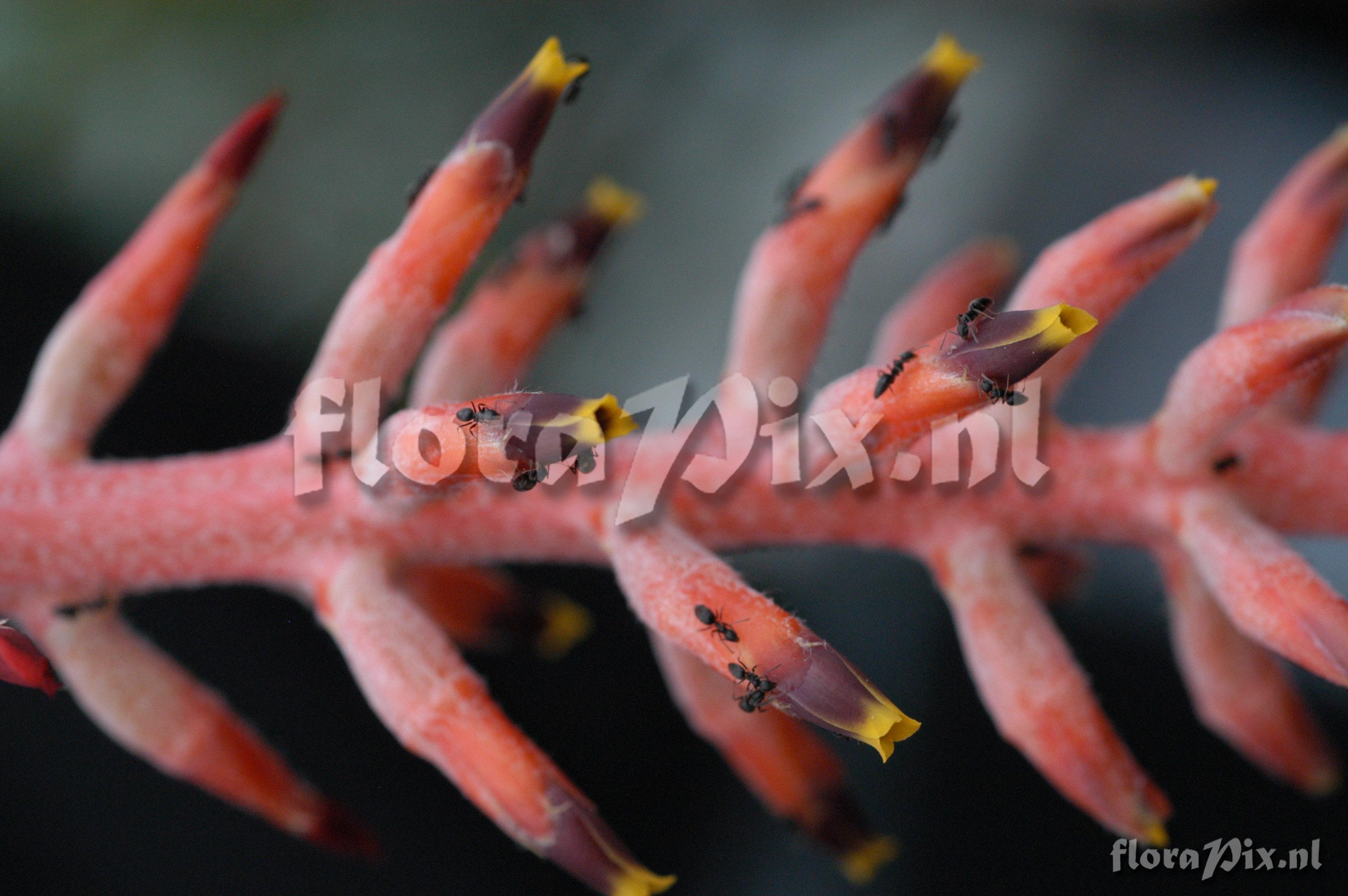 Aechmea nudicaulis var. nov.