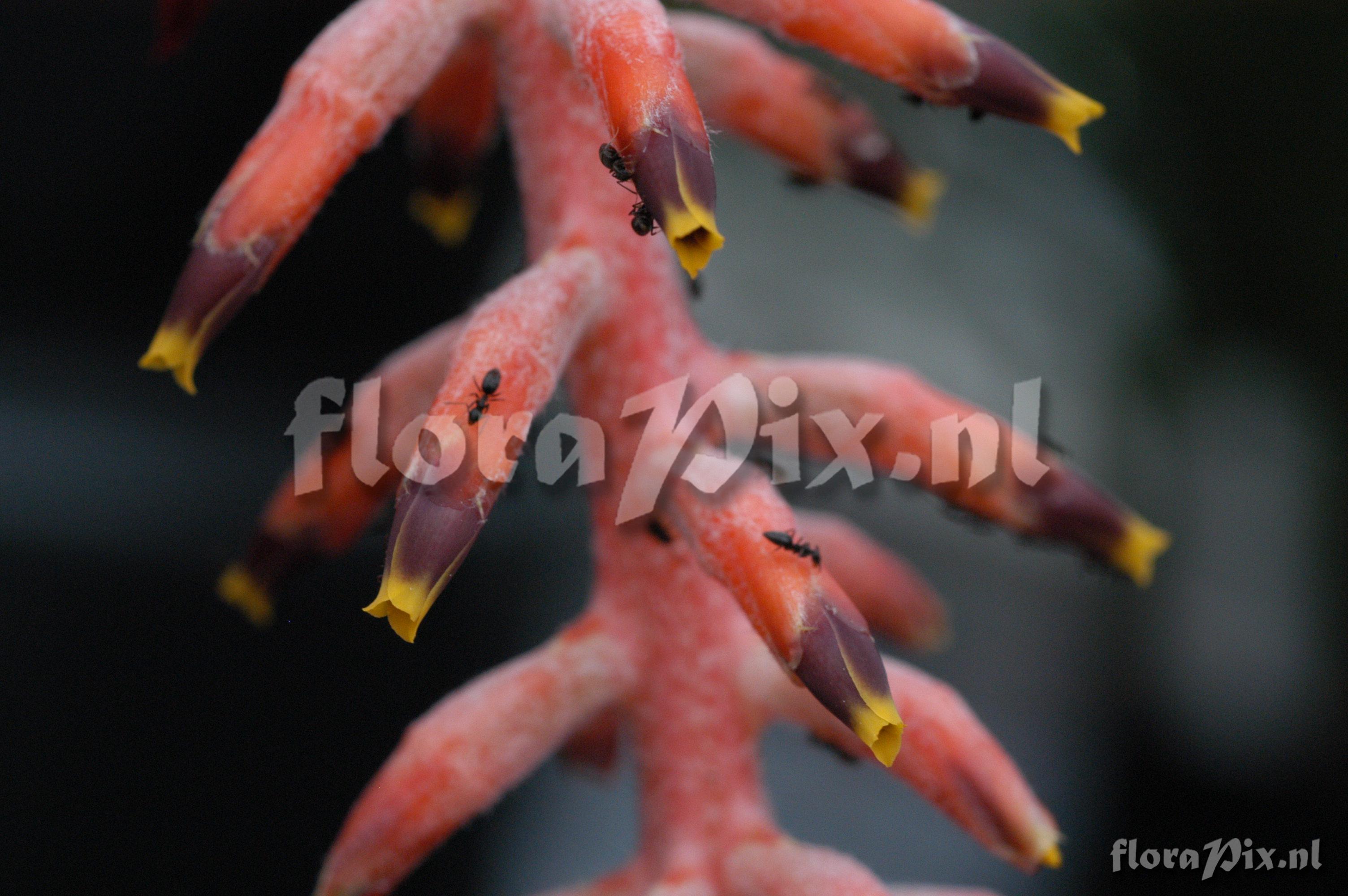 Aechmea nudicaulis var. nov.