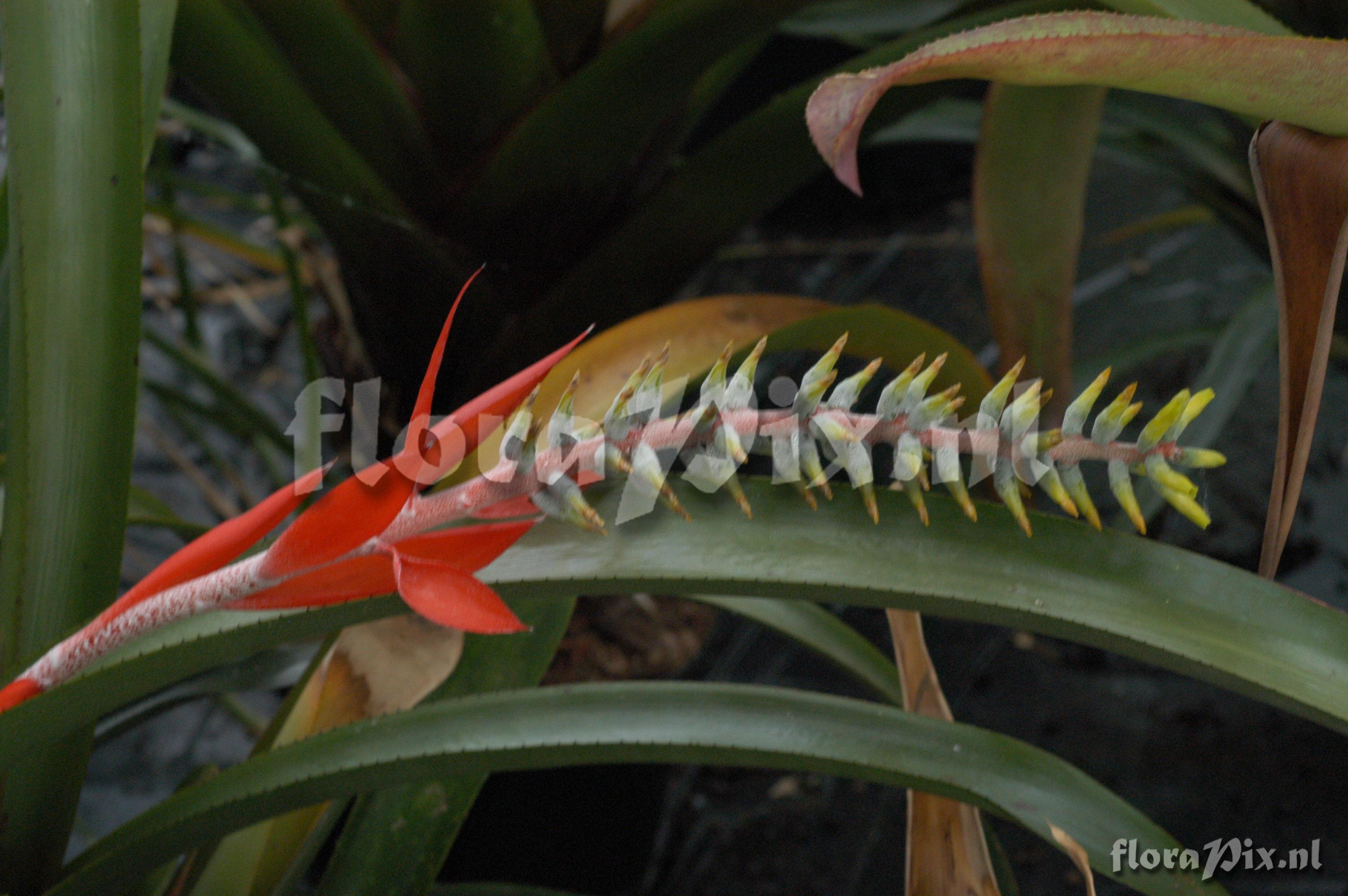 Aechmea nudicaulis var. nudicaulis