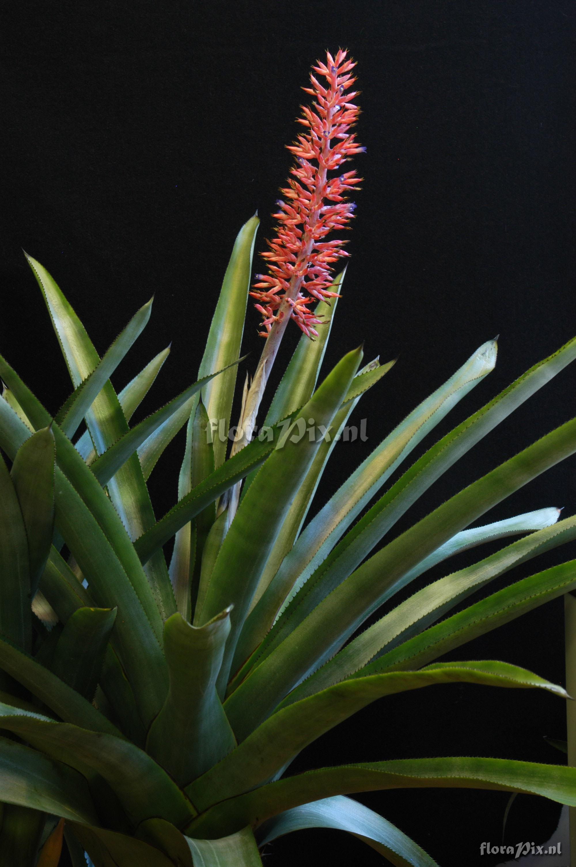 Aechmea phanerophlebia