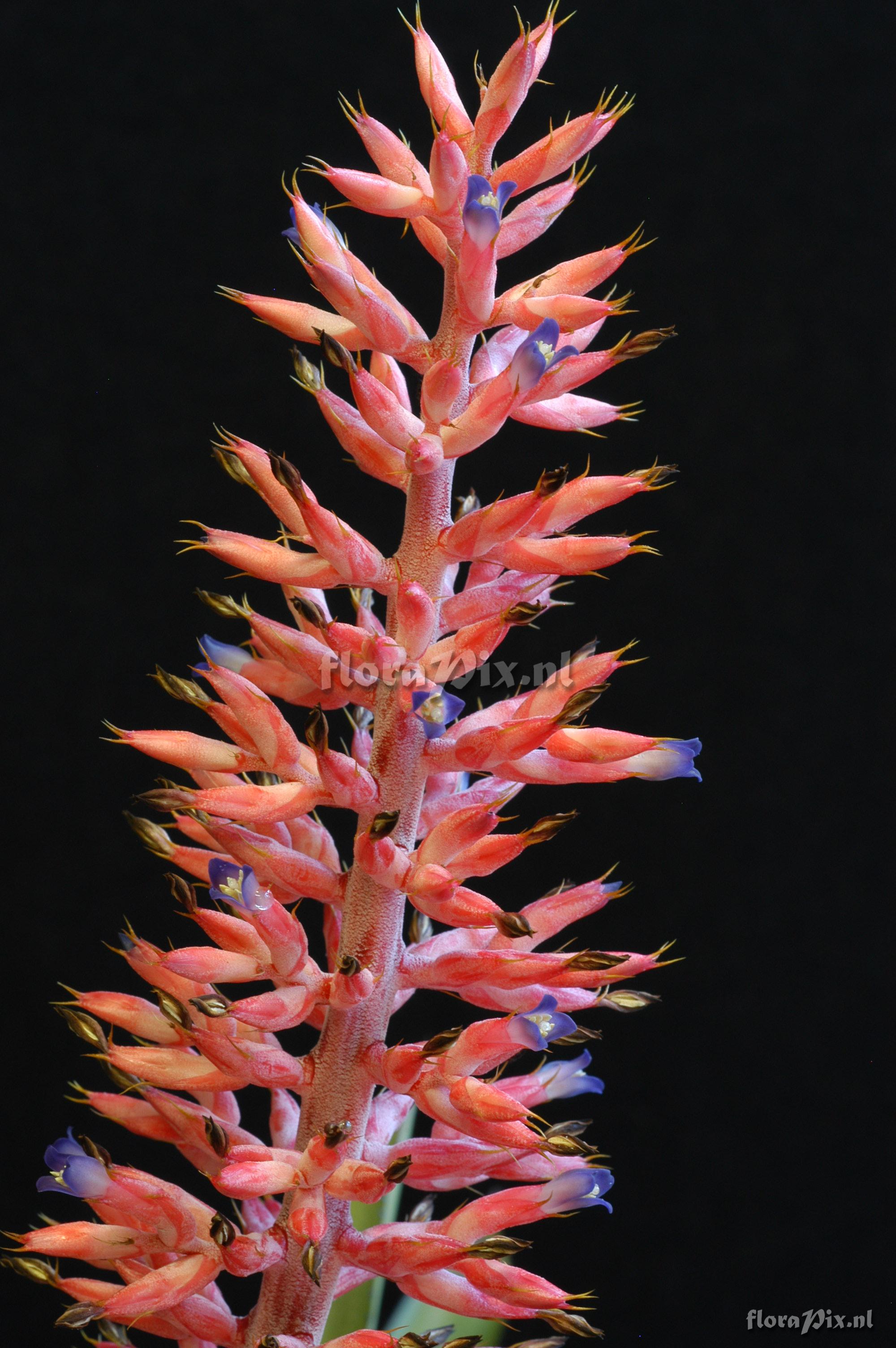 Aechmea phanerophlebia