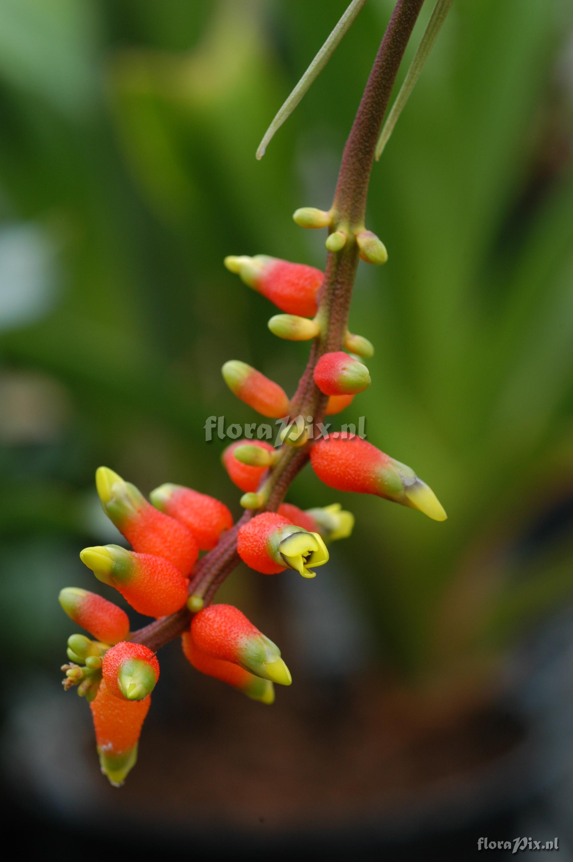 Aechmea racinae