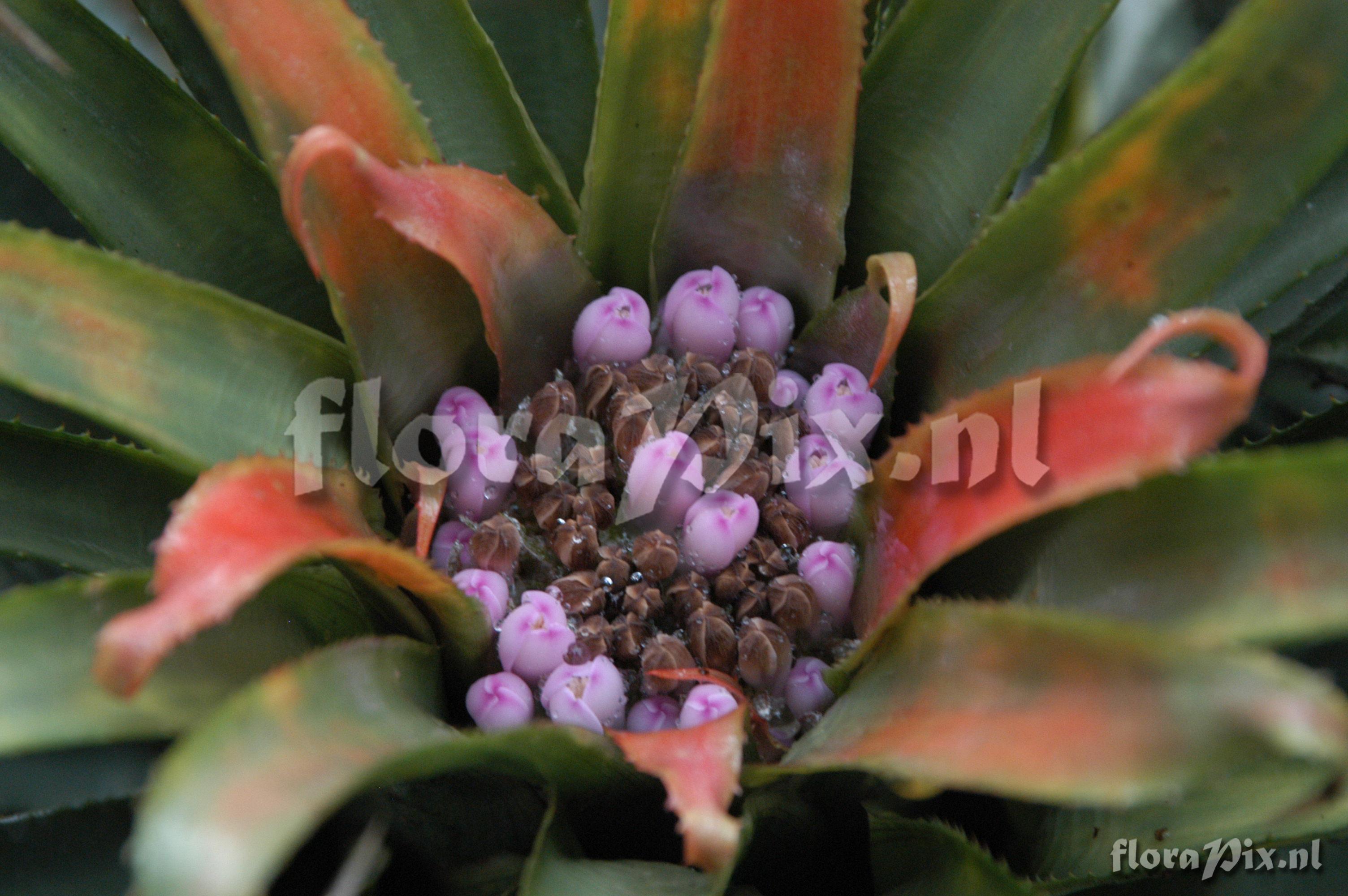 Aechmea recurvata var. ortgiesii