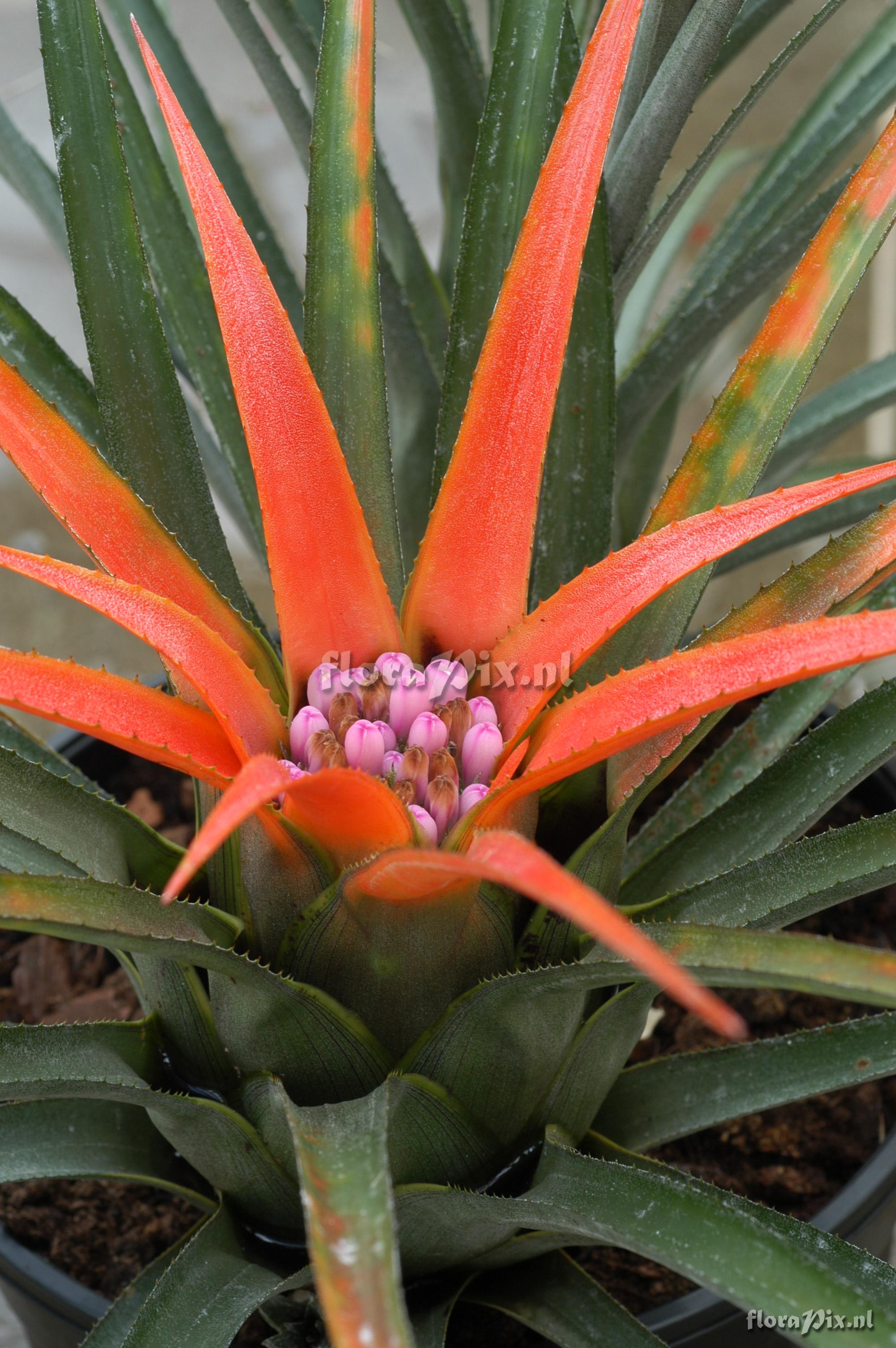 Tillandsia chiapensis EG263