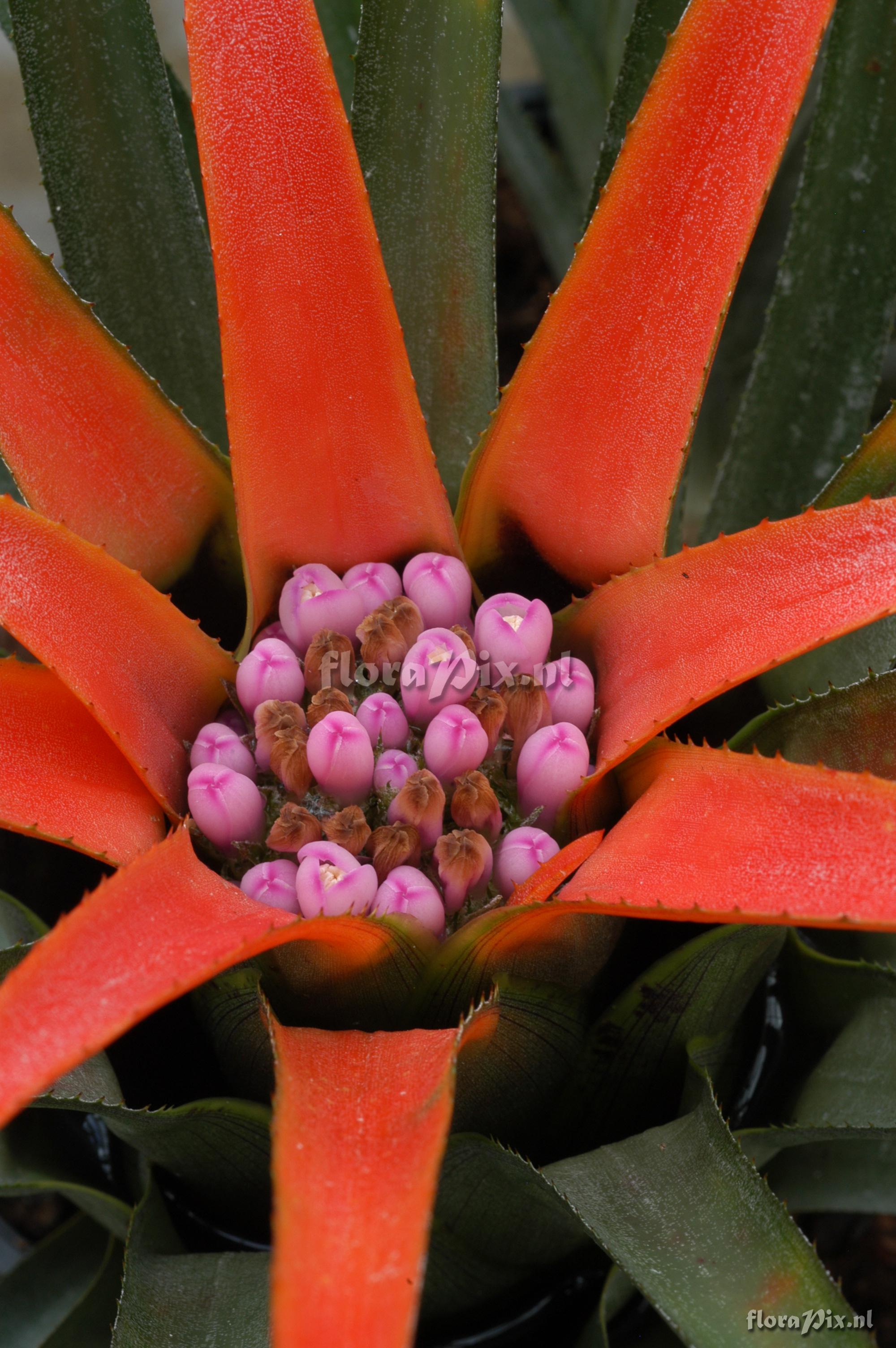 Aechmea recurvata var. ortgiesii