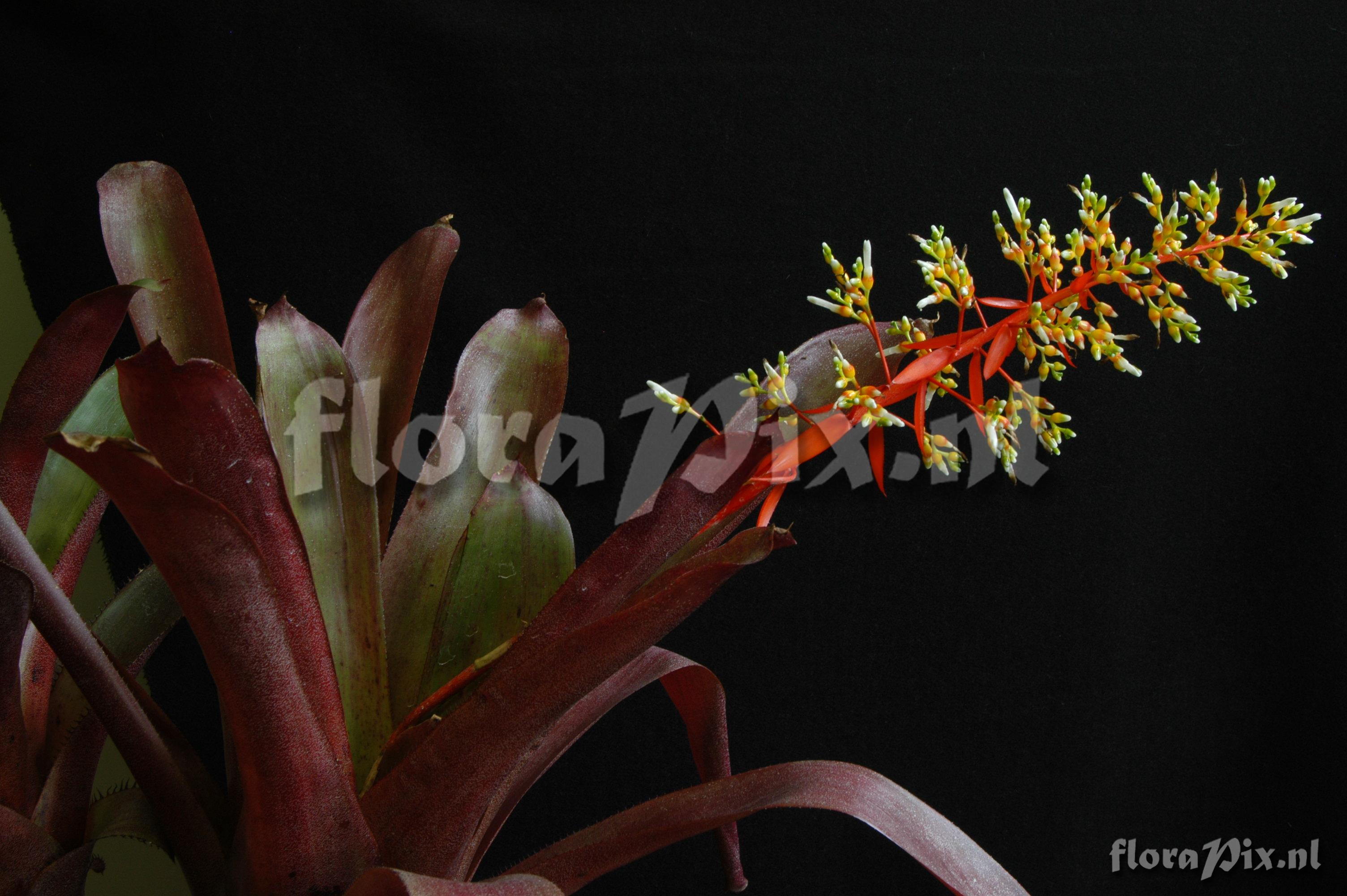 Aechmea servitensis