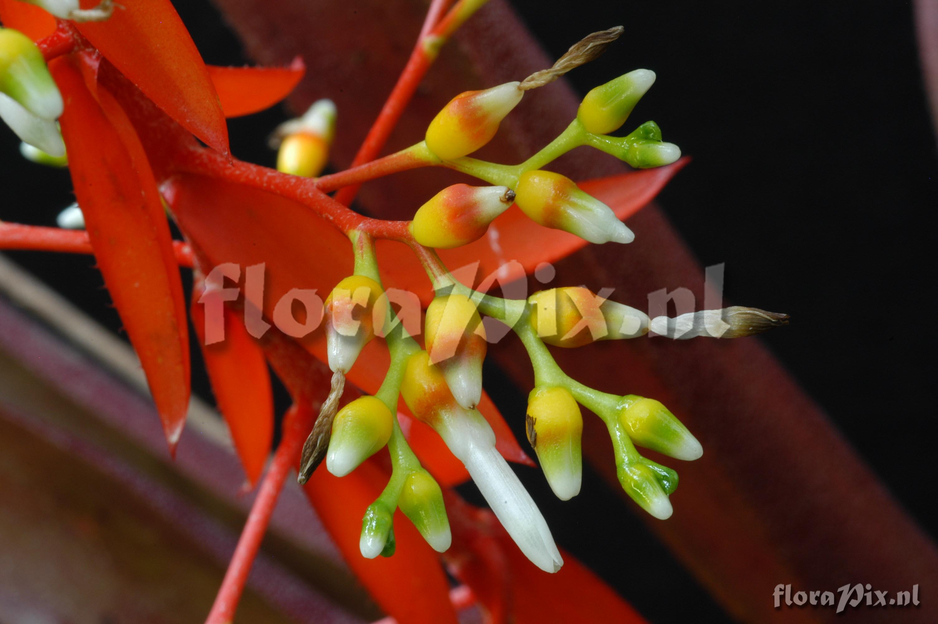 Aechmea servitensis