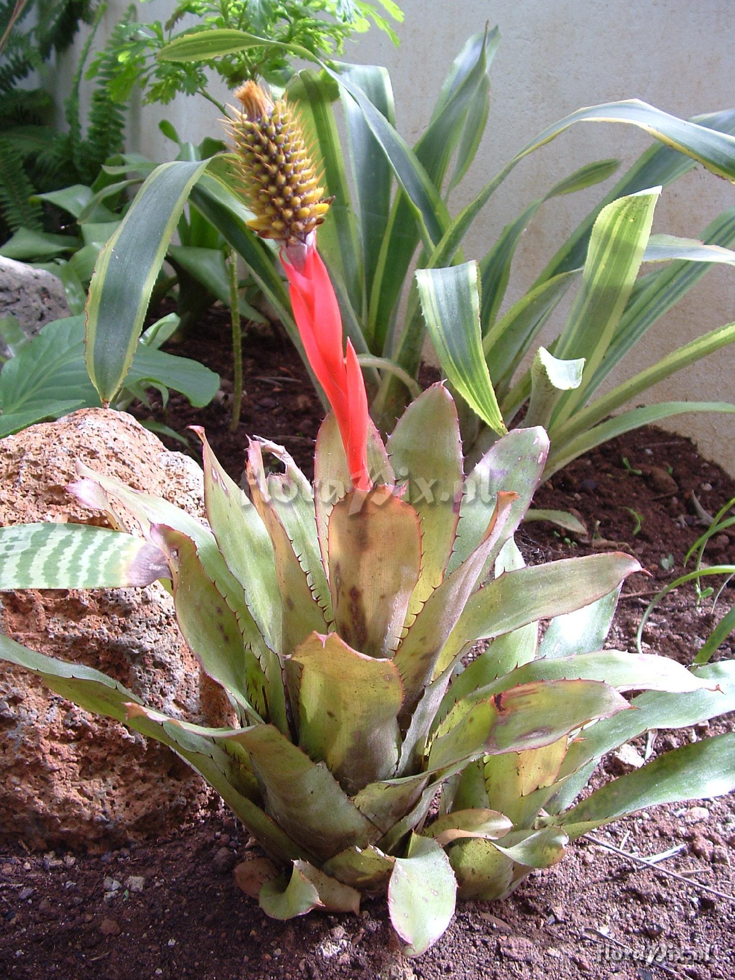 Aechmea pineliana minuta