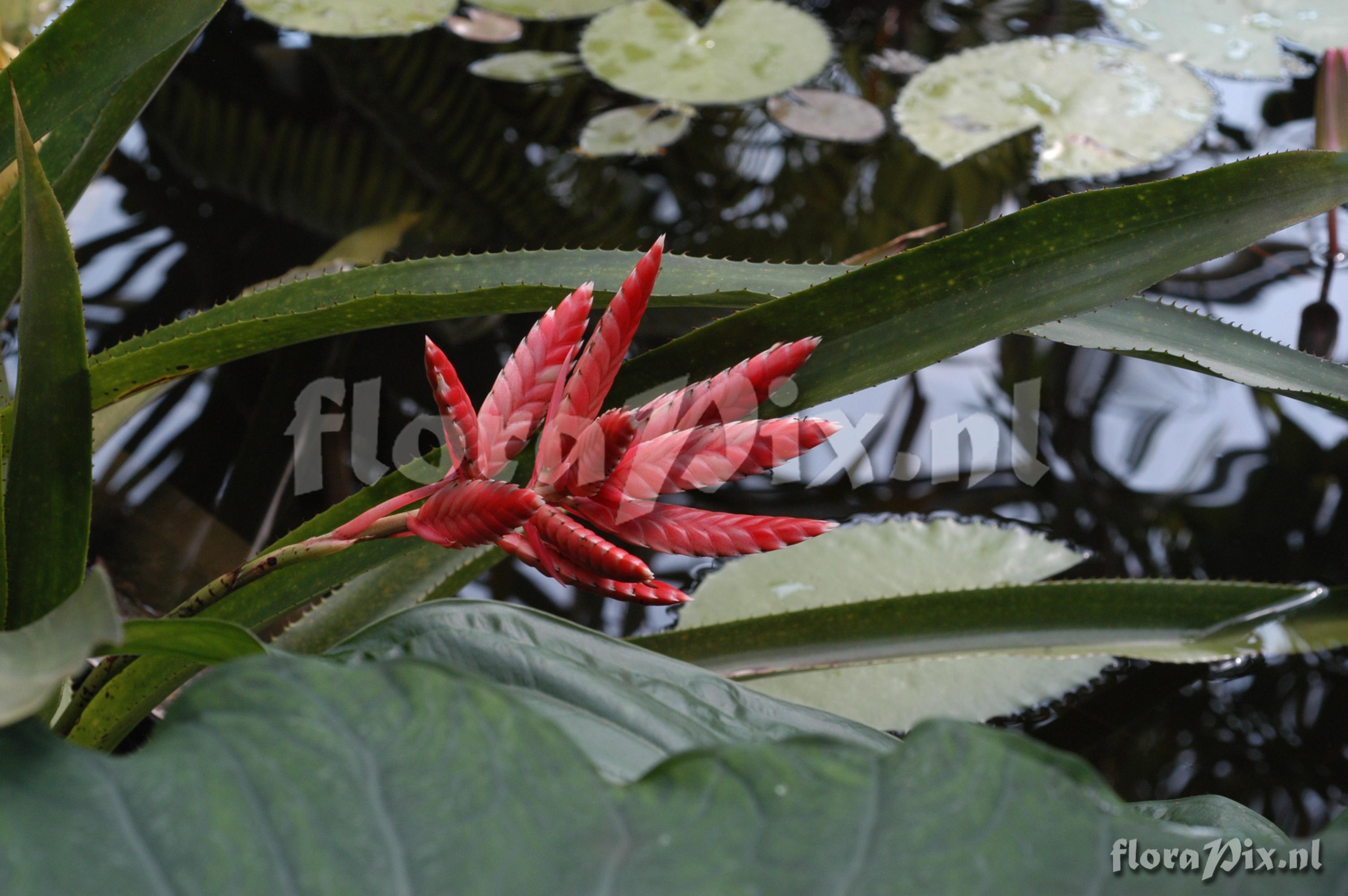 Aechmea strobilina