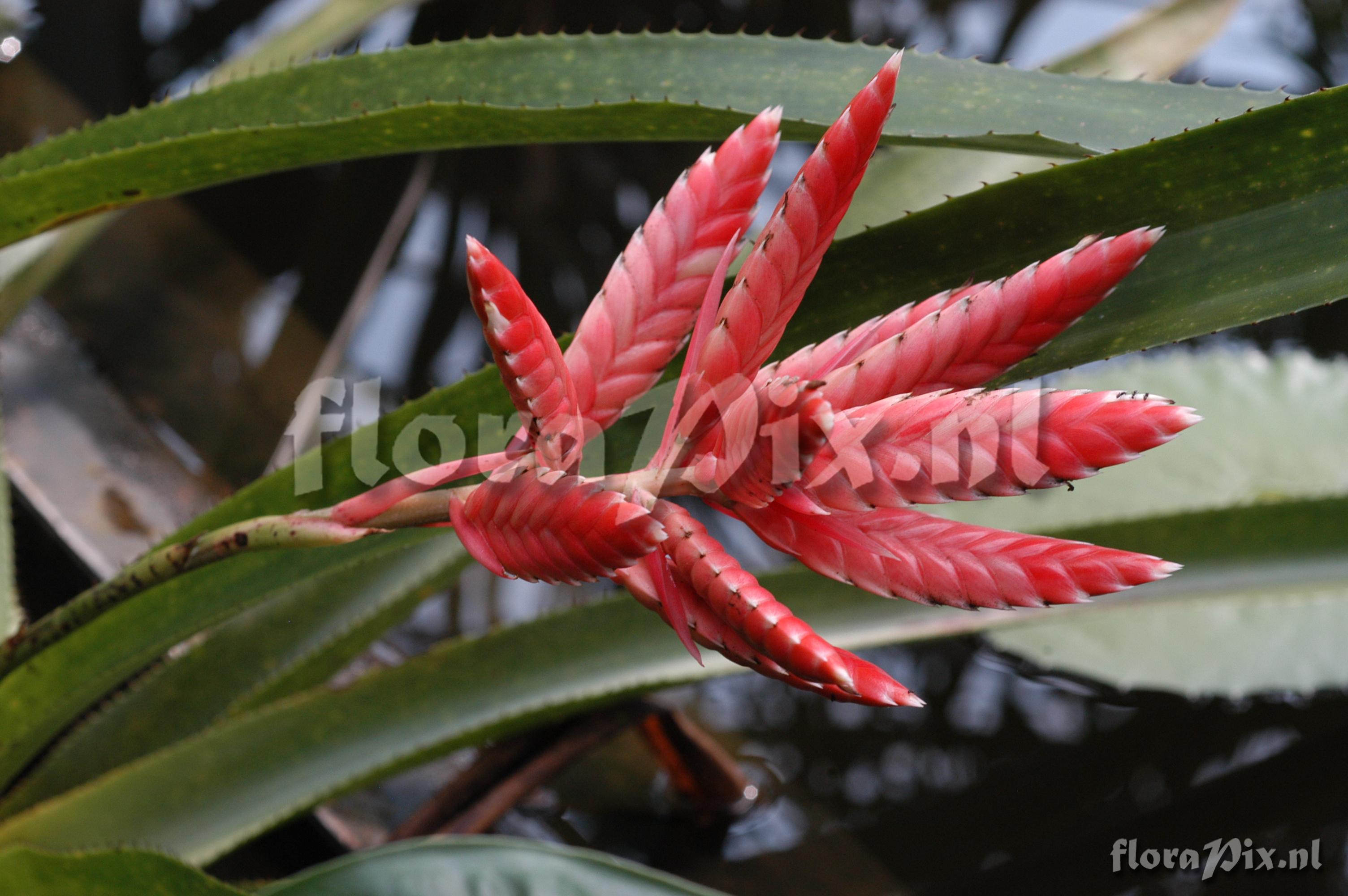 Aechmea strobilina