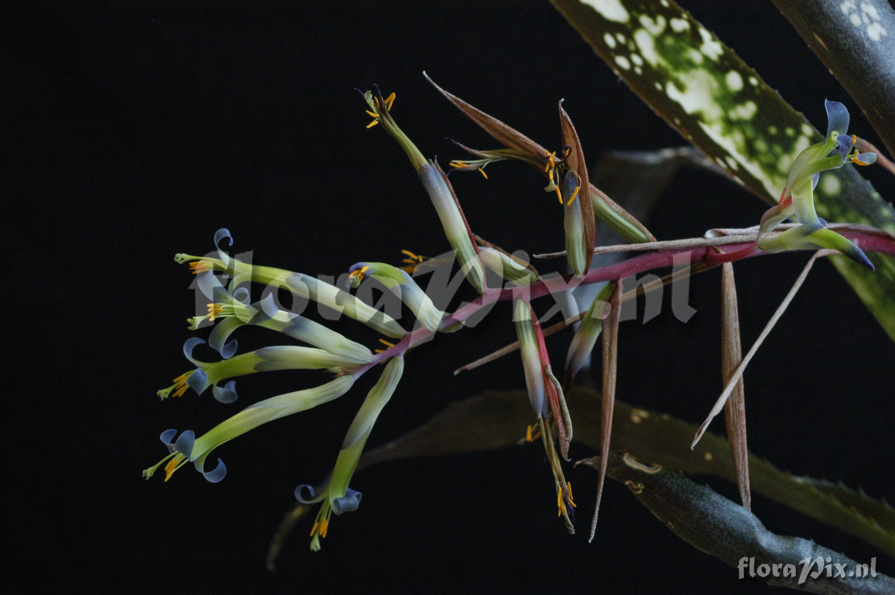 Billbergia 'Lilac Time'