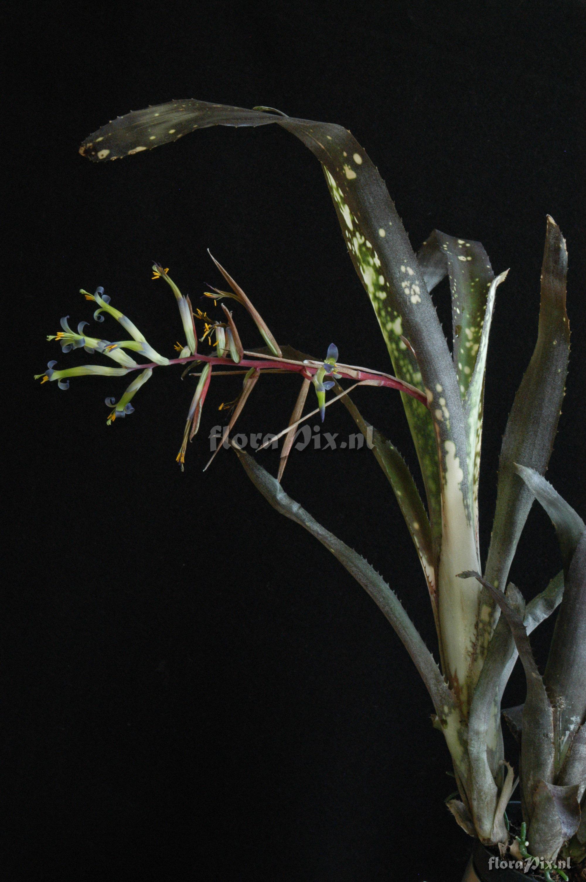 Billbergia 'Lilac