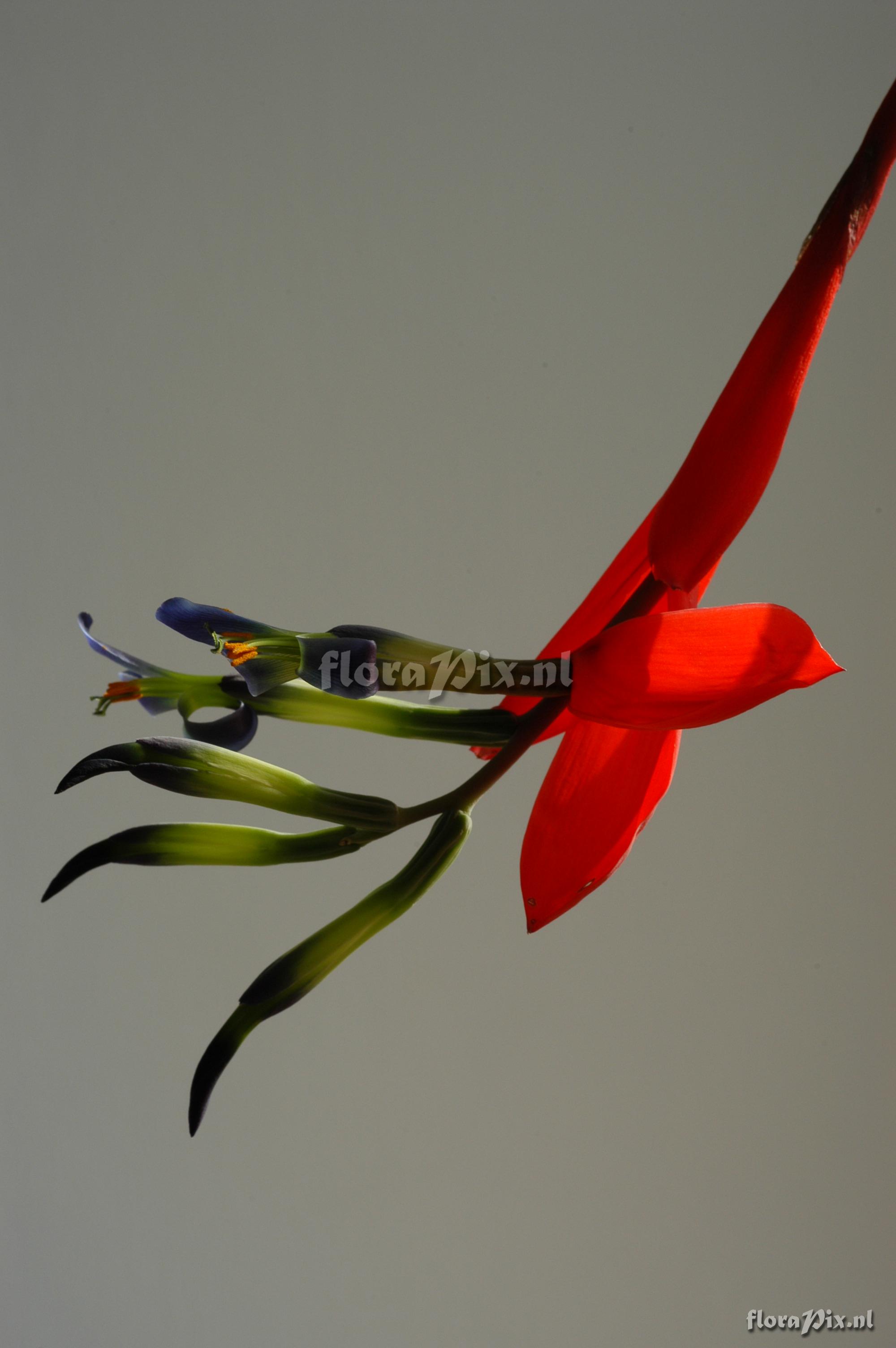 Billbergia amoena