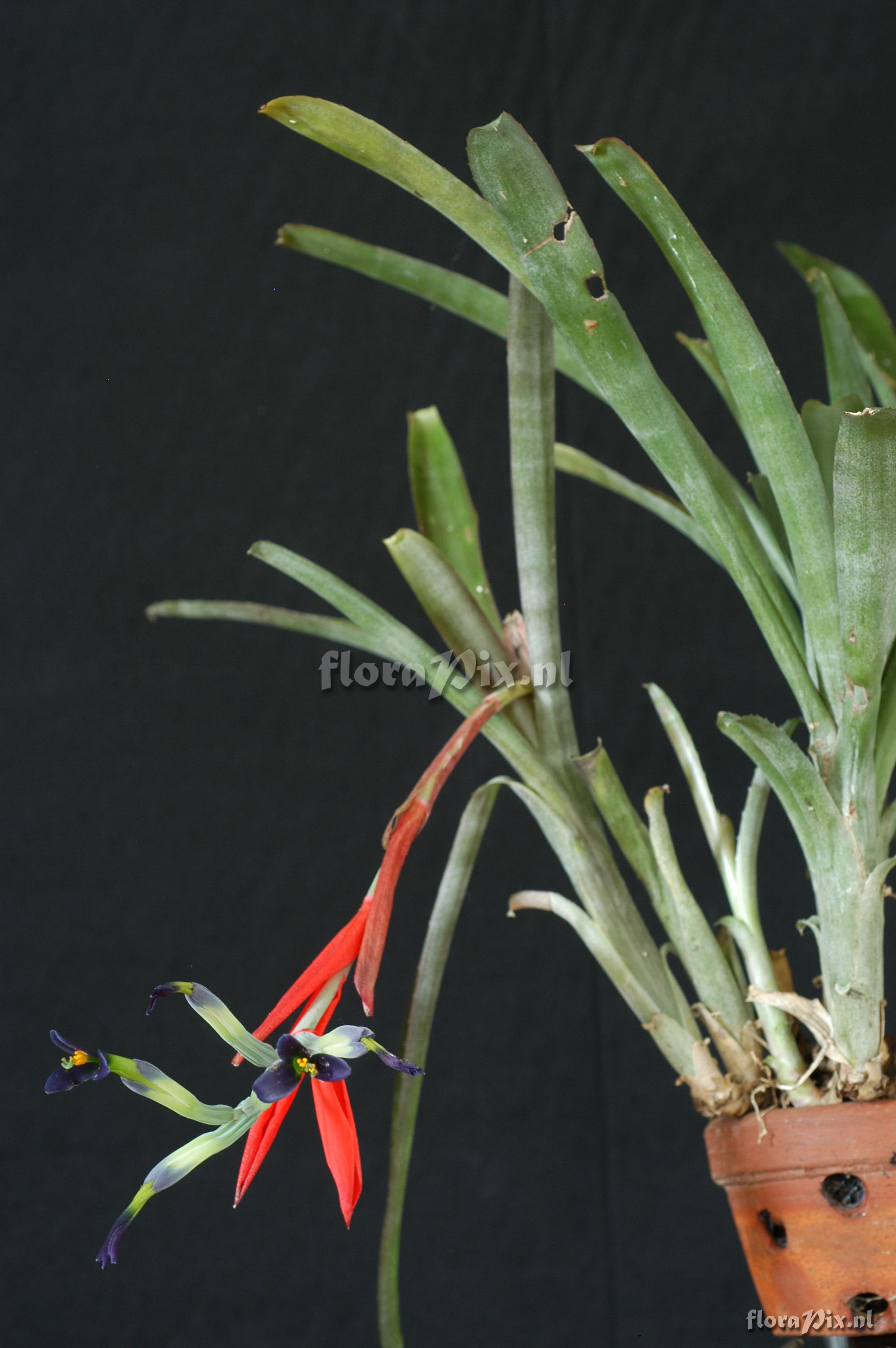 Billbergia amoena