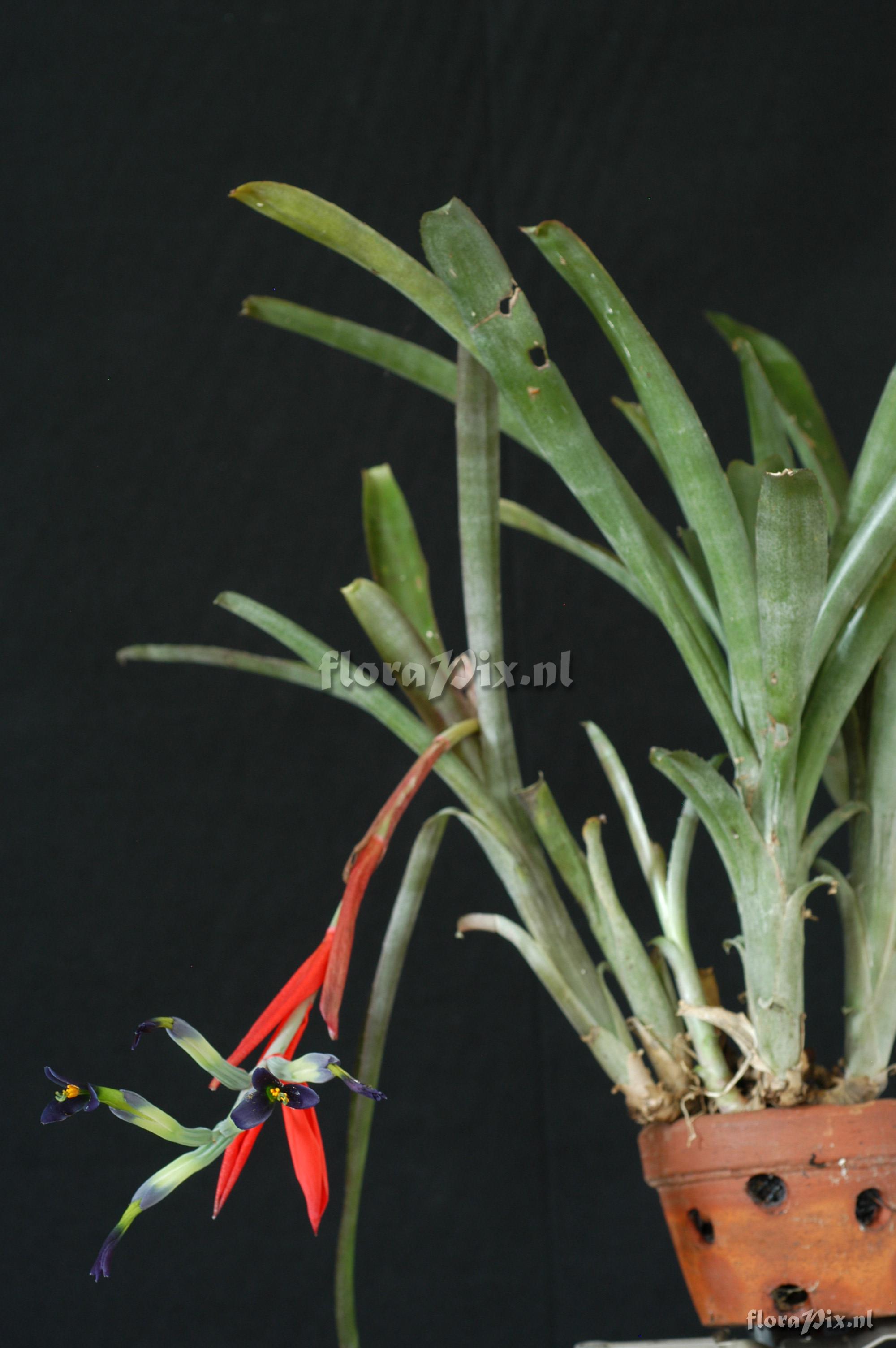 Billbergia amoena