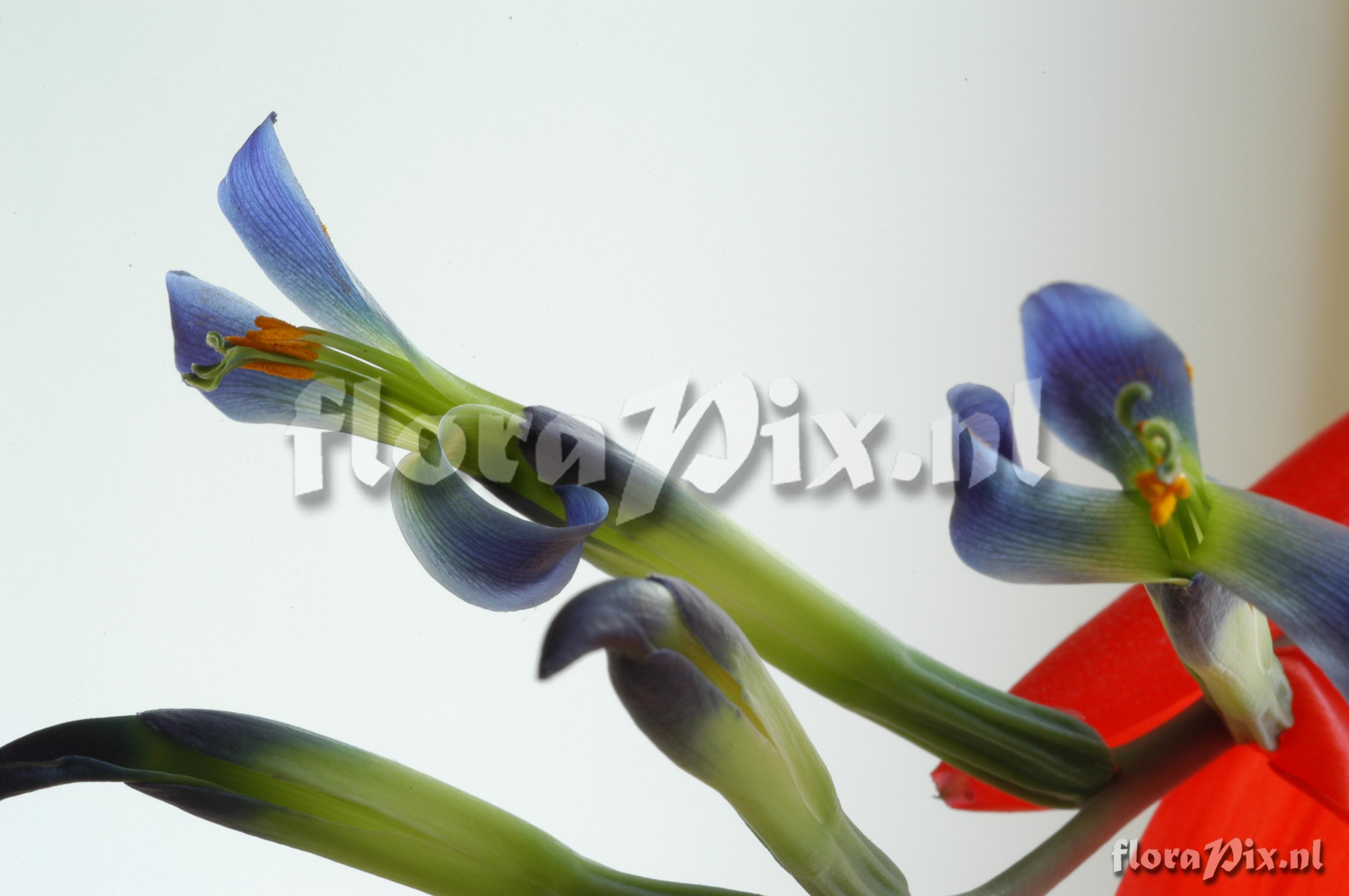 Billbergia amoena