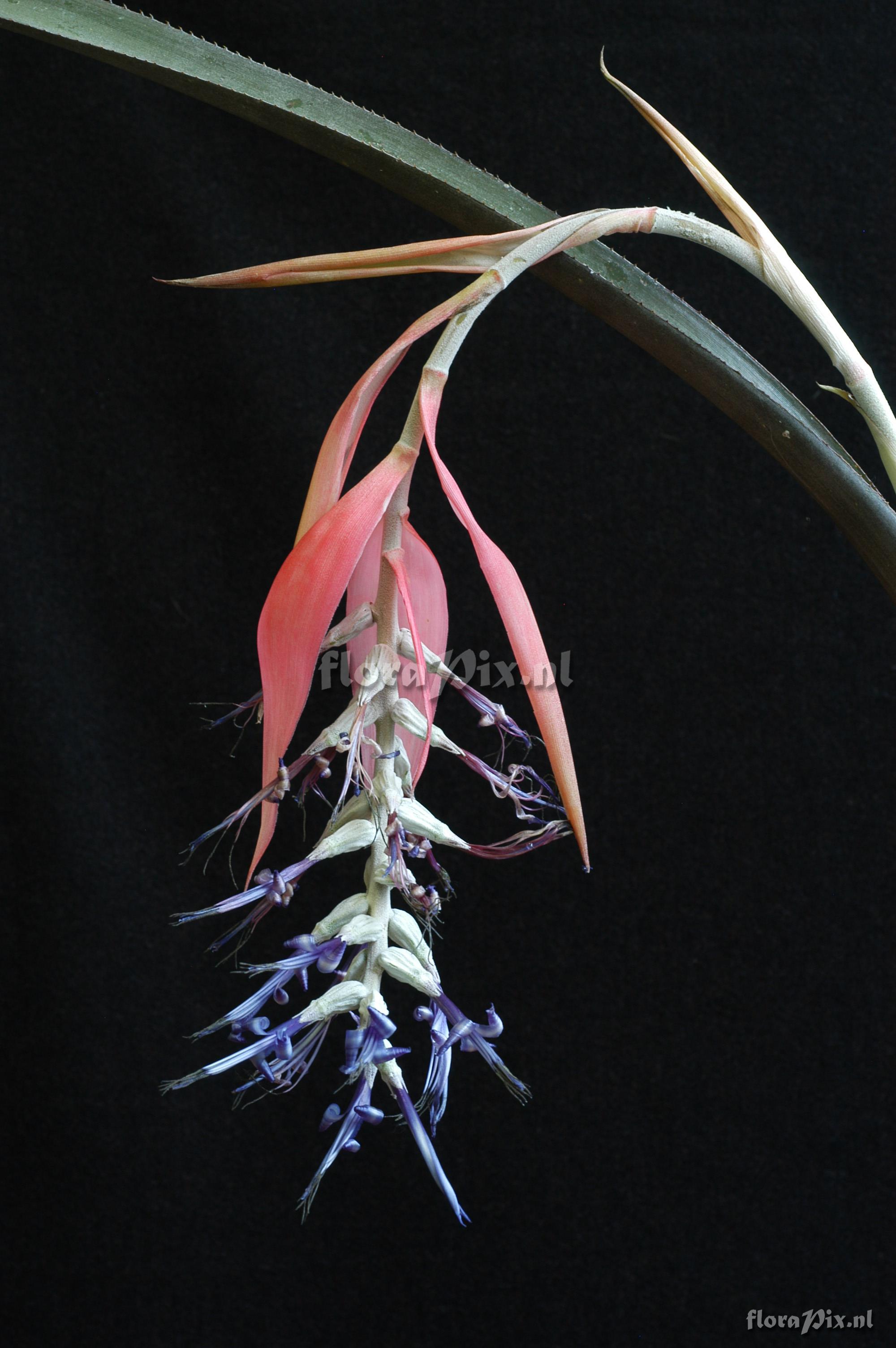 Billbergia brasiliensis