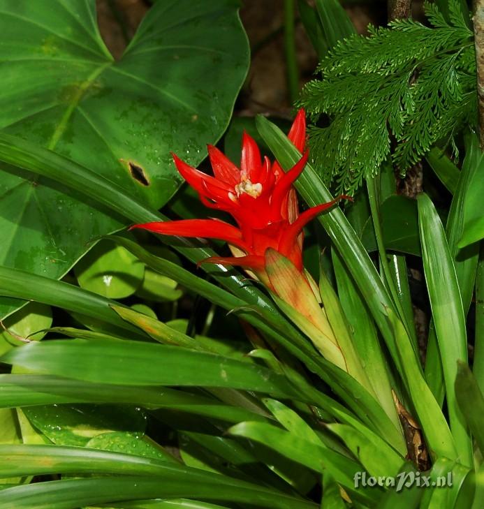 Guzmania lingulata