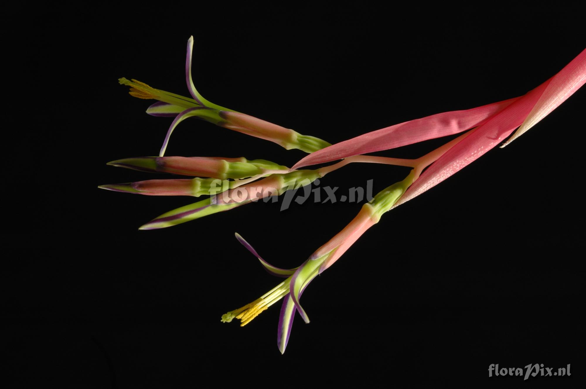 Billbergia nutans