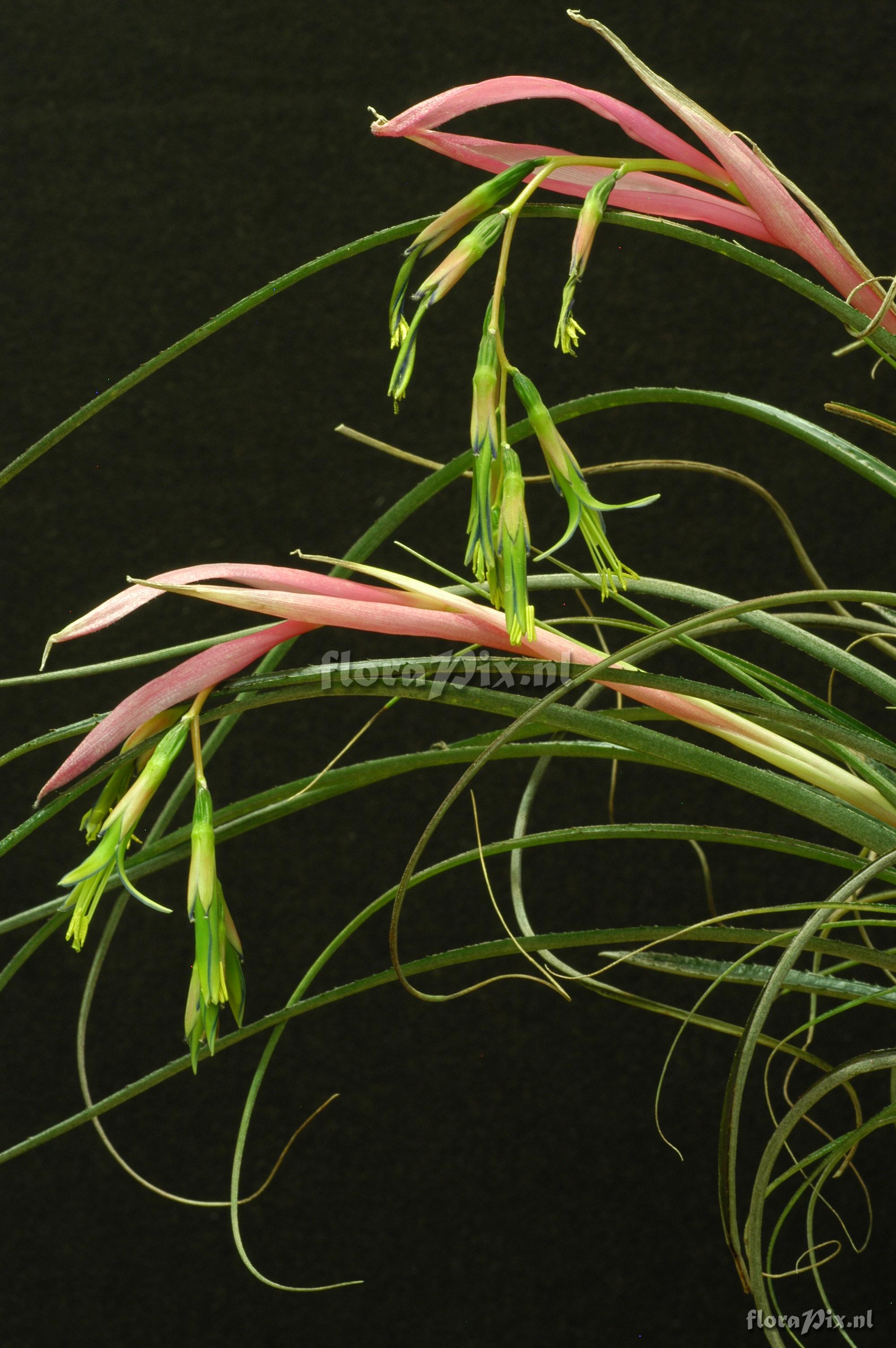 Billbergia nutans var nutans