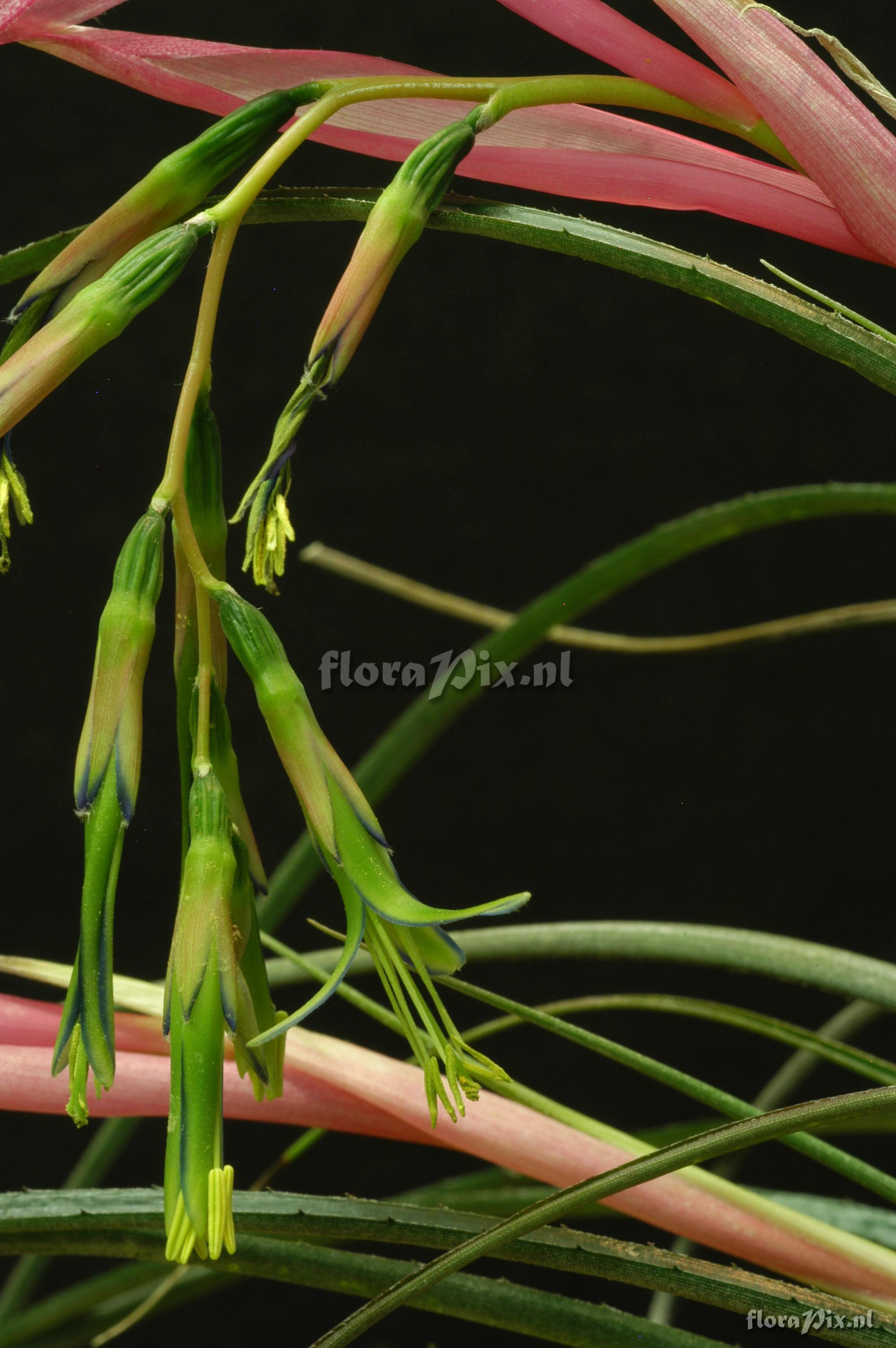 Billbergia nutans var nutans