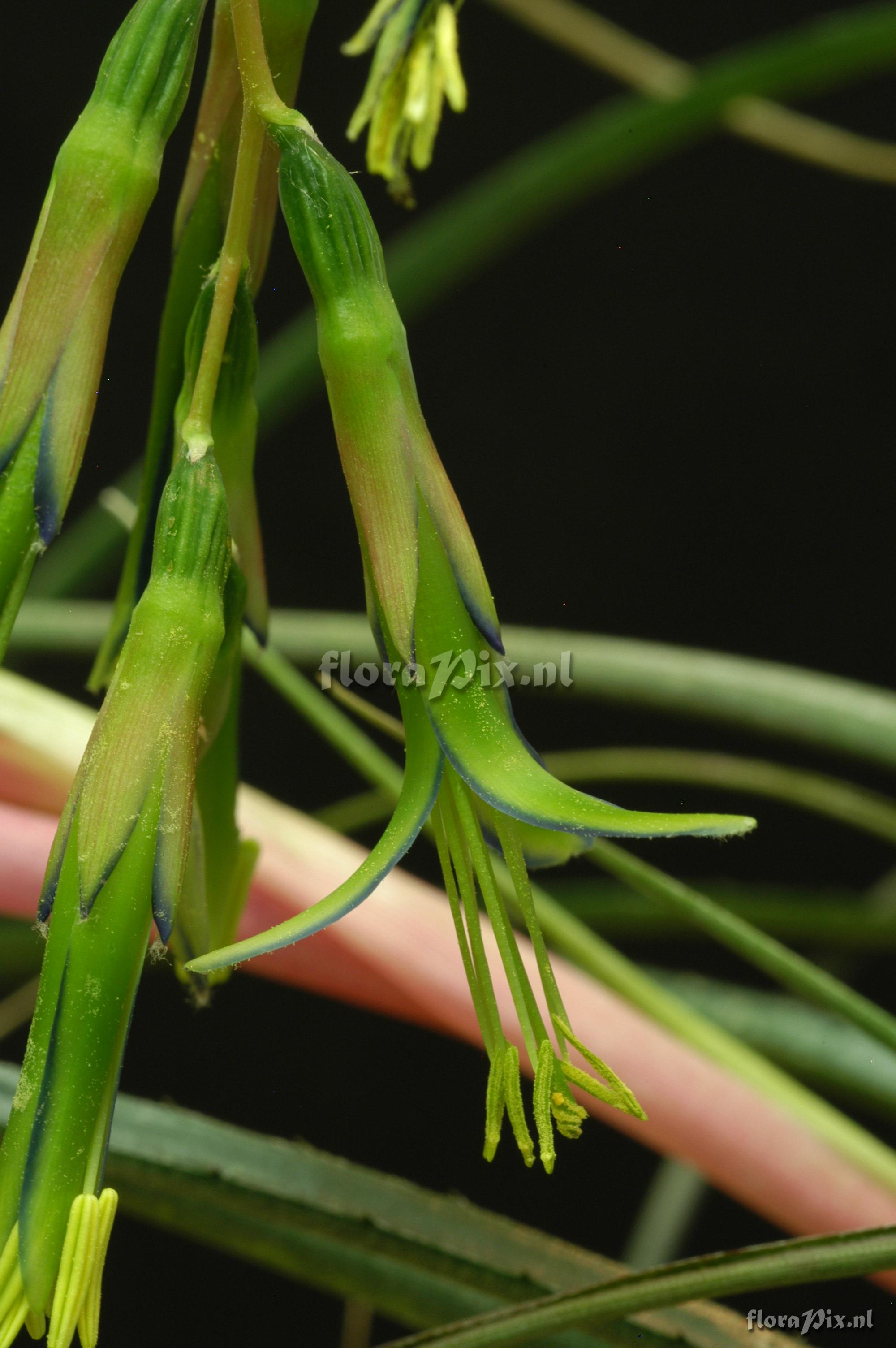 Billbergia nutans var nutans