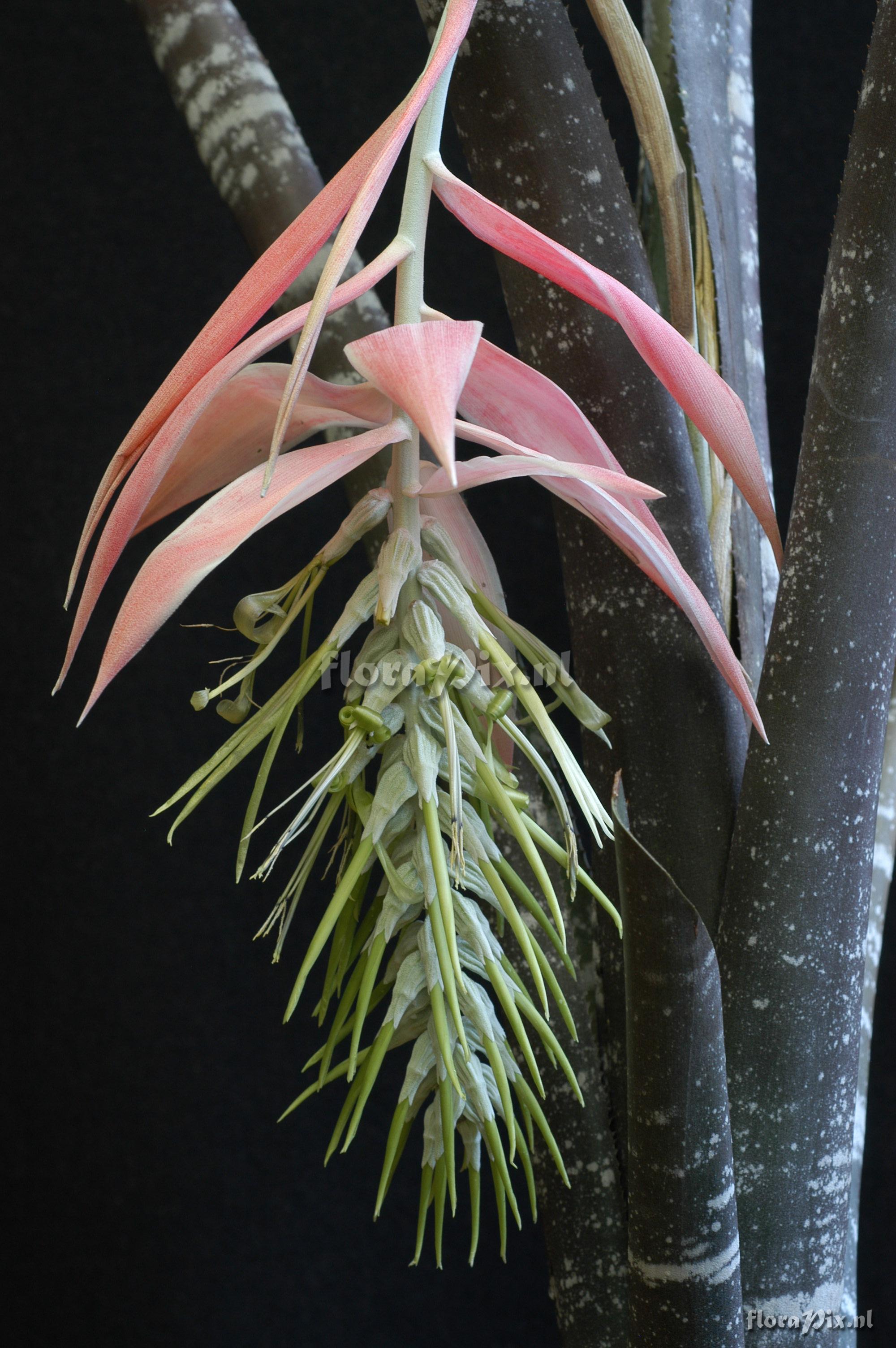 Billbergia pallidiflora