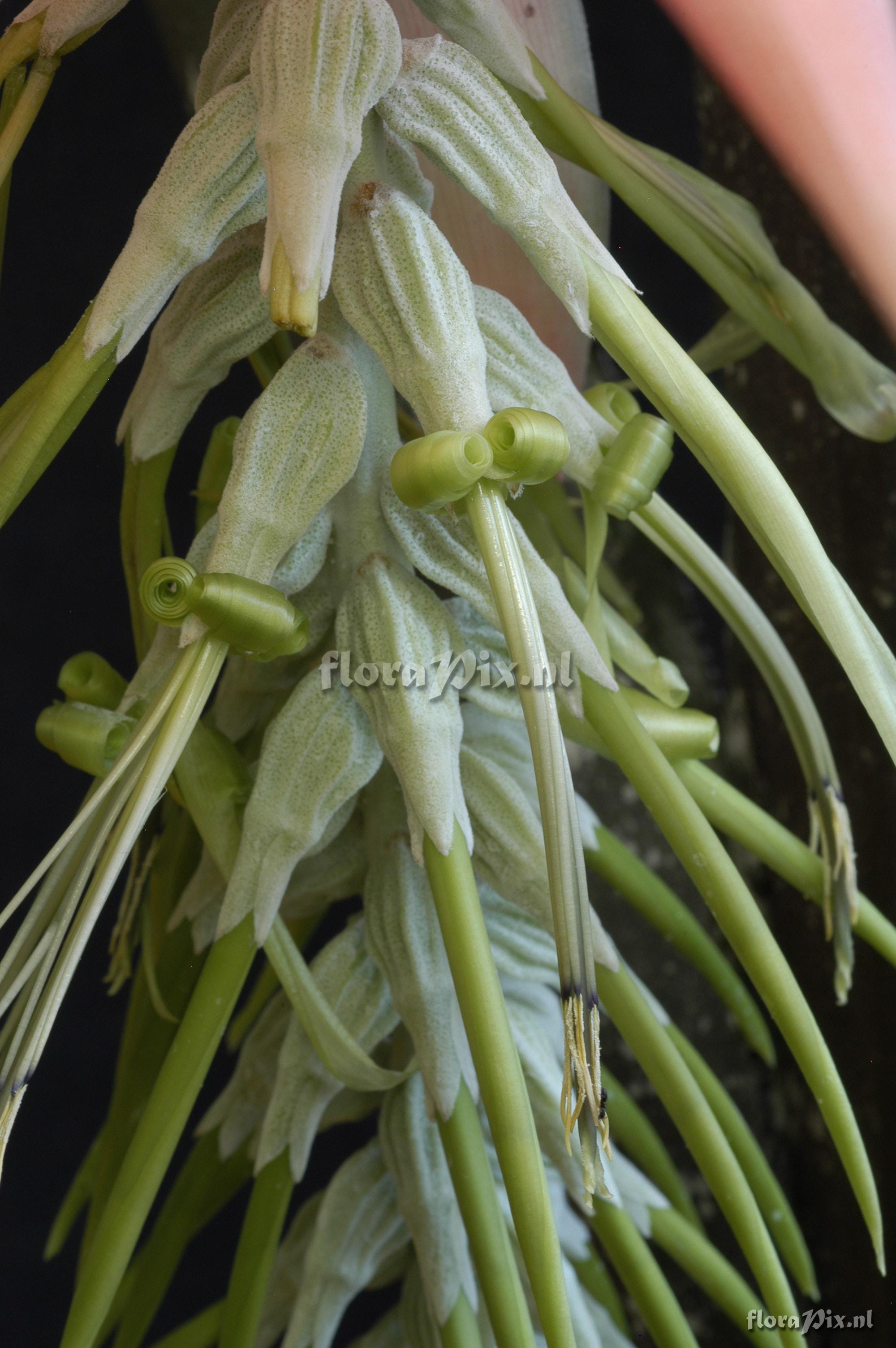 Billbergia pallidiflora