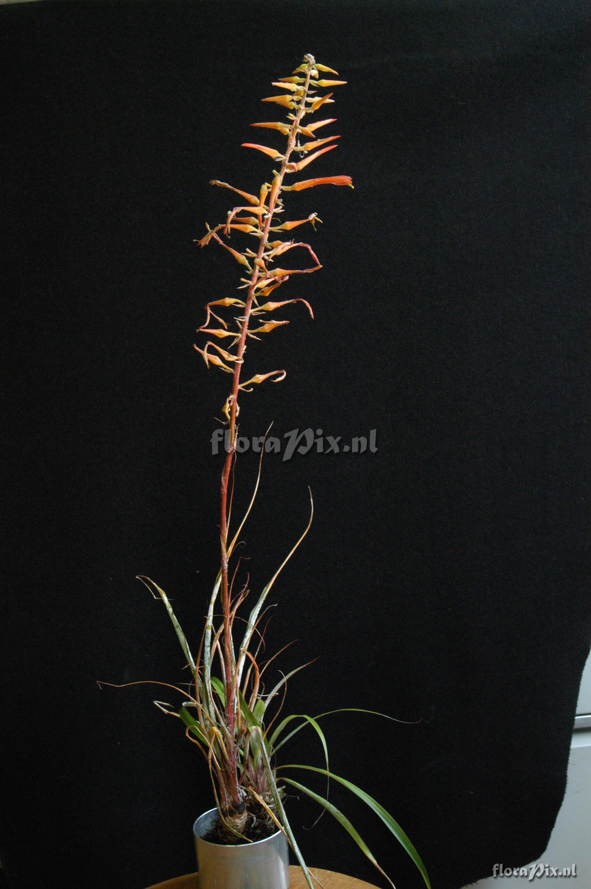 Pitcairnia aff. amblyosperma