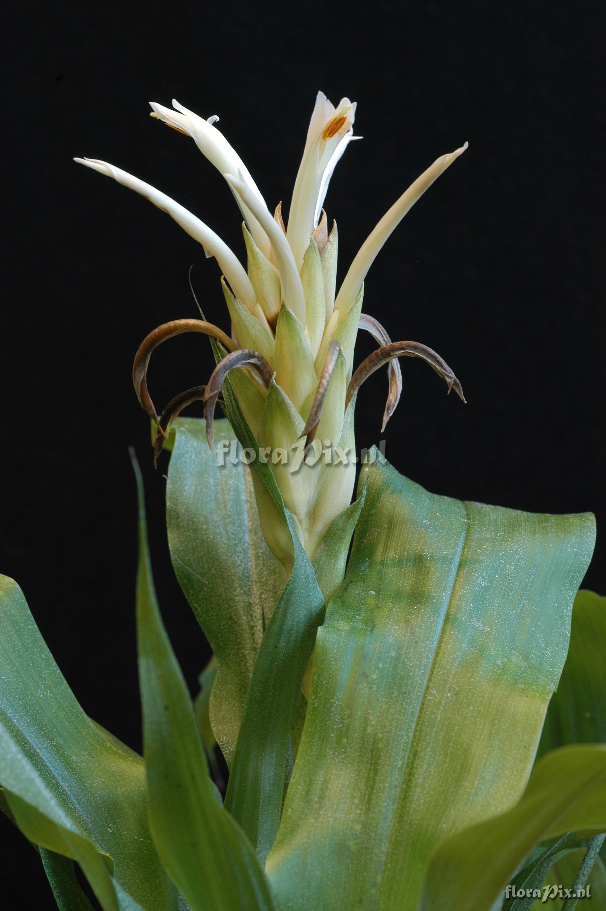 Pitcairnia  altensteinii