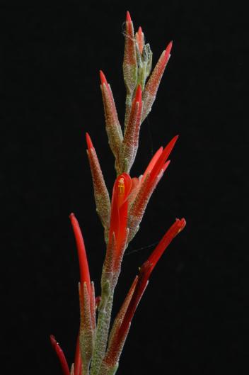 Pitcairnia caricifolia
