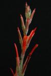 Pitcairnia caricifolia