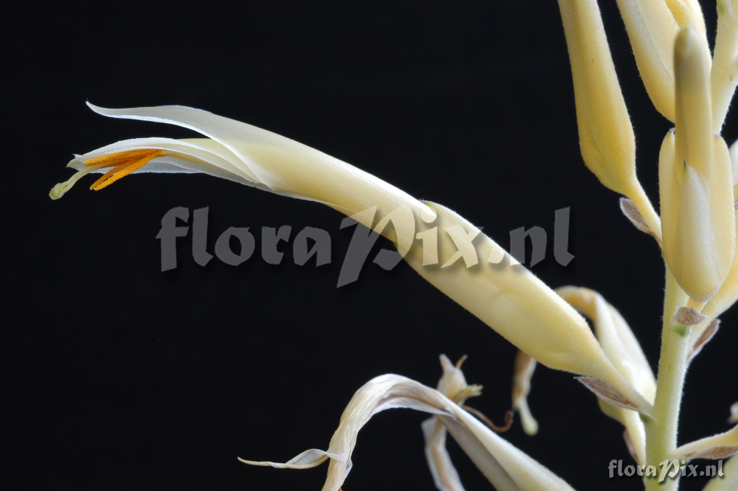 Pitcairnia elliptica