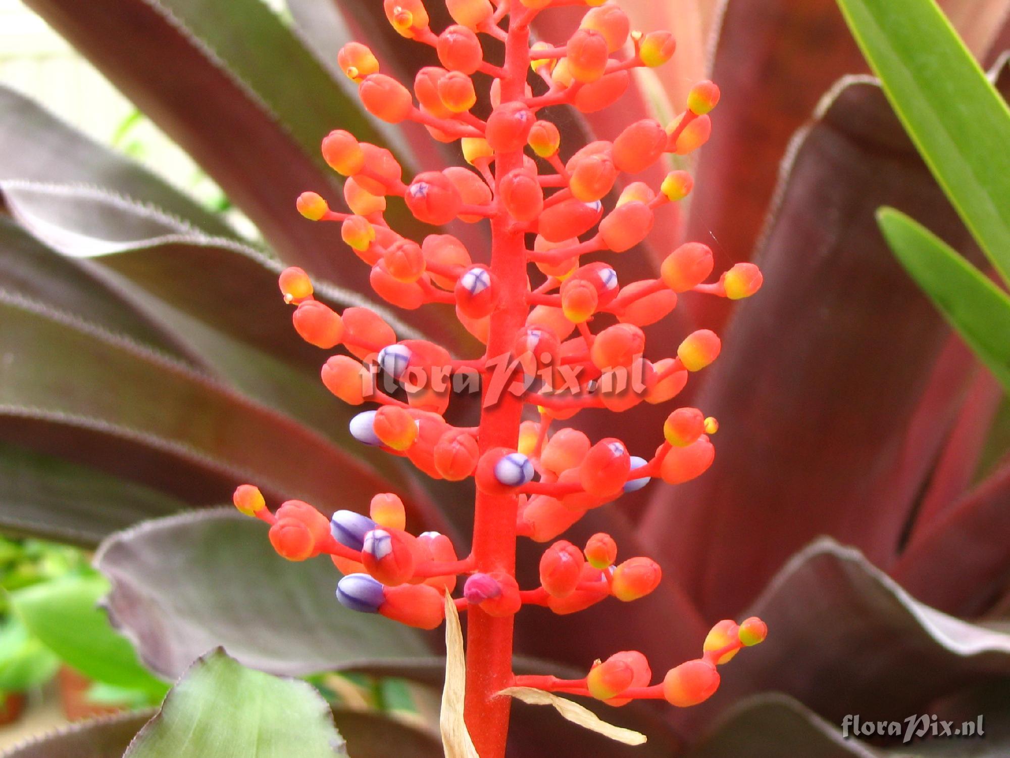 Aechmea miniata var. discolor