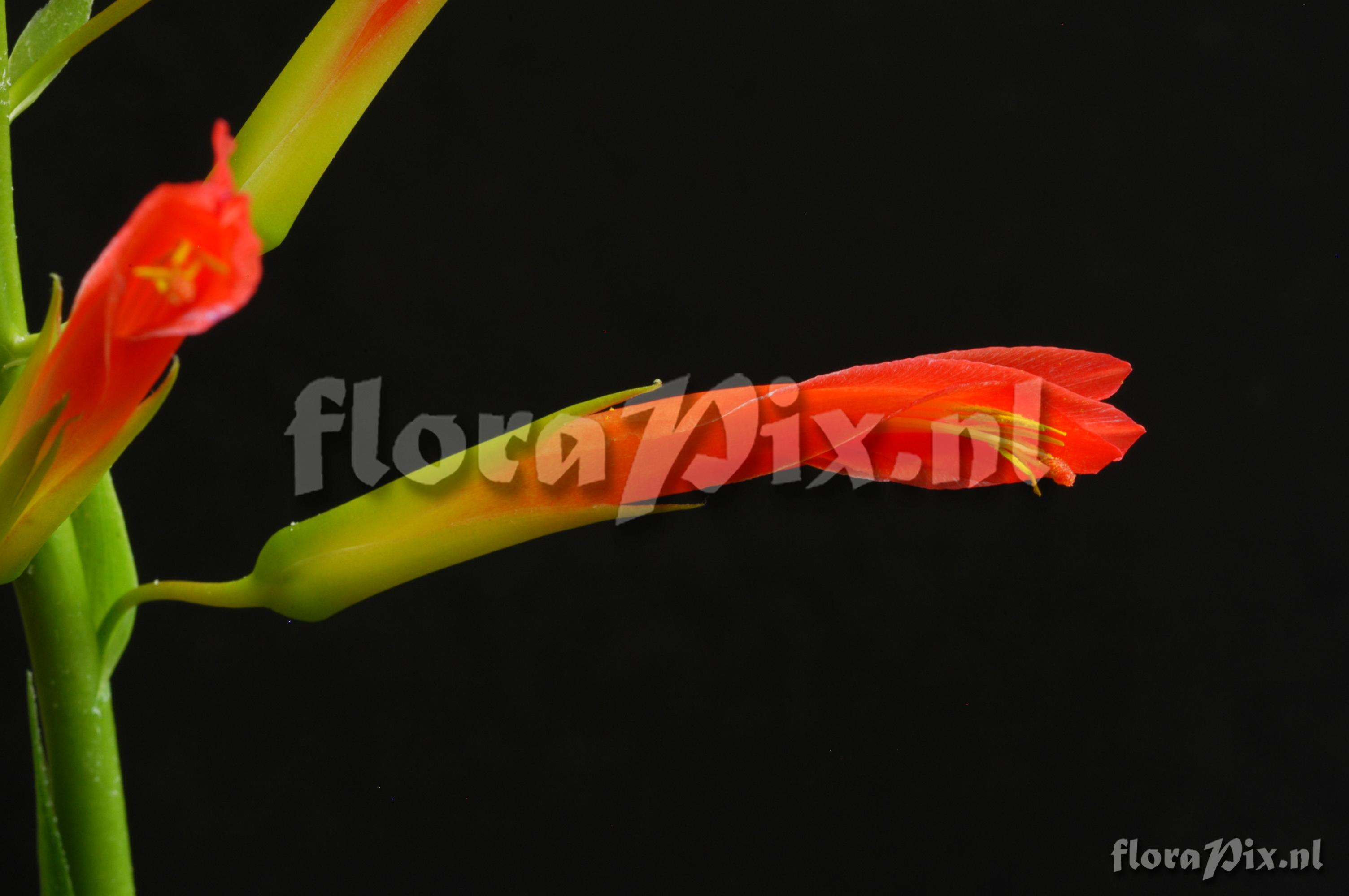 Pitcairnia flammea var. glabrior