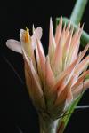 Pitcairnia heterophylla
