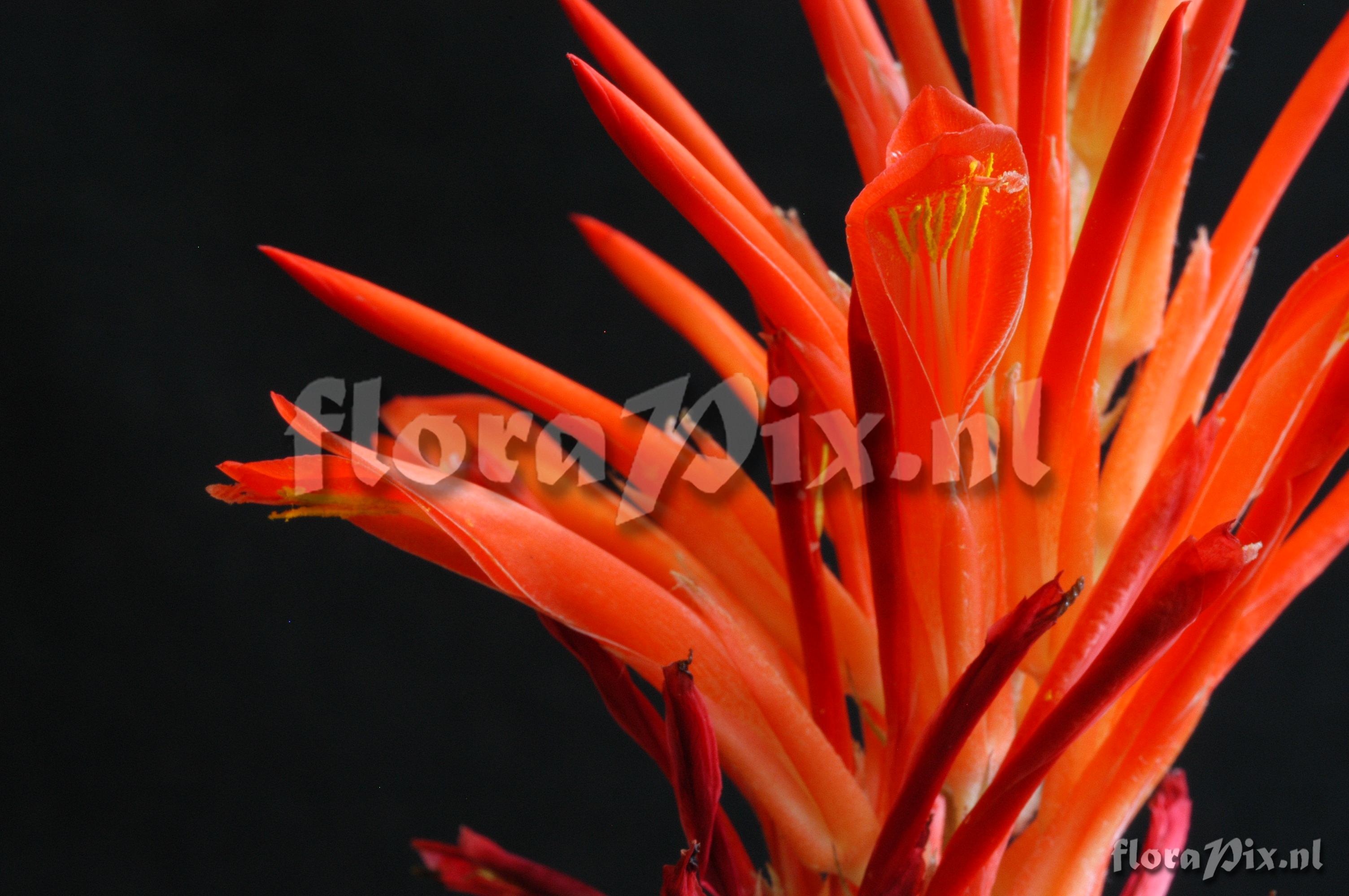 Pitcairnia pavonii