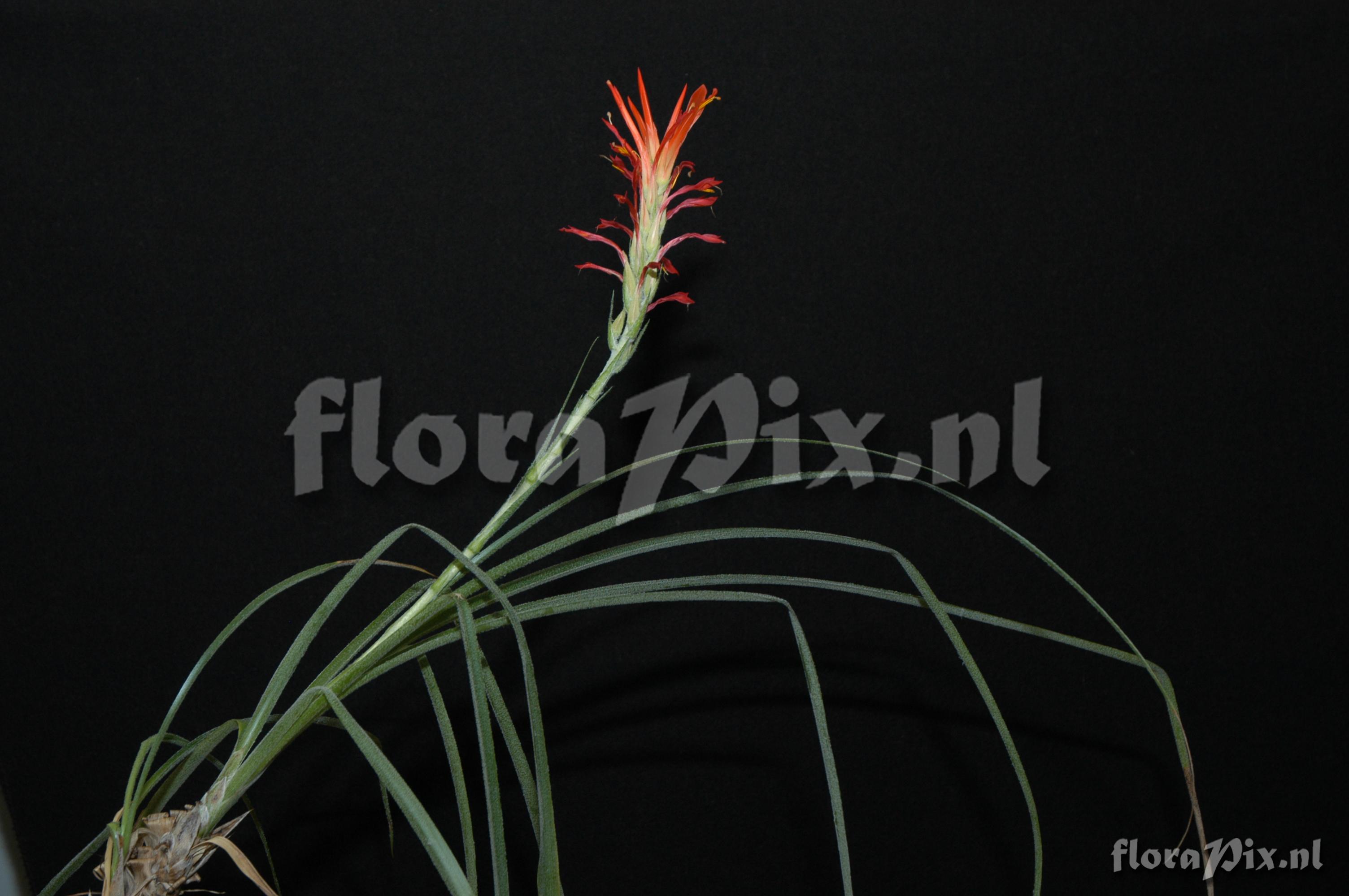 Pitcairnia pavonii