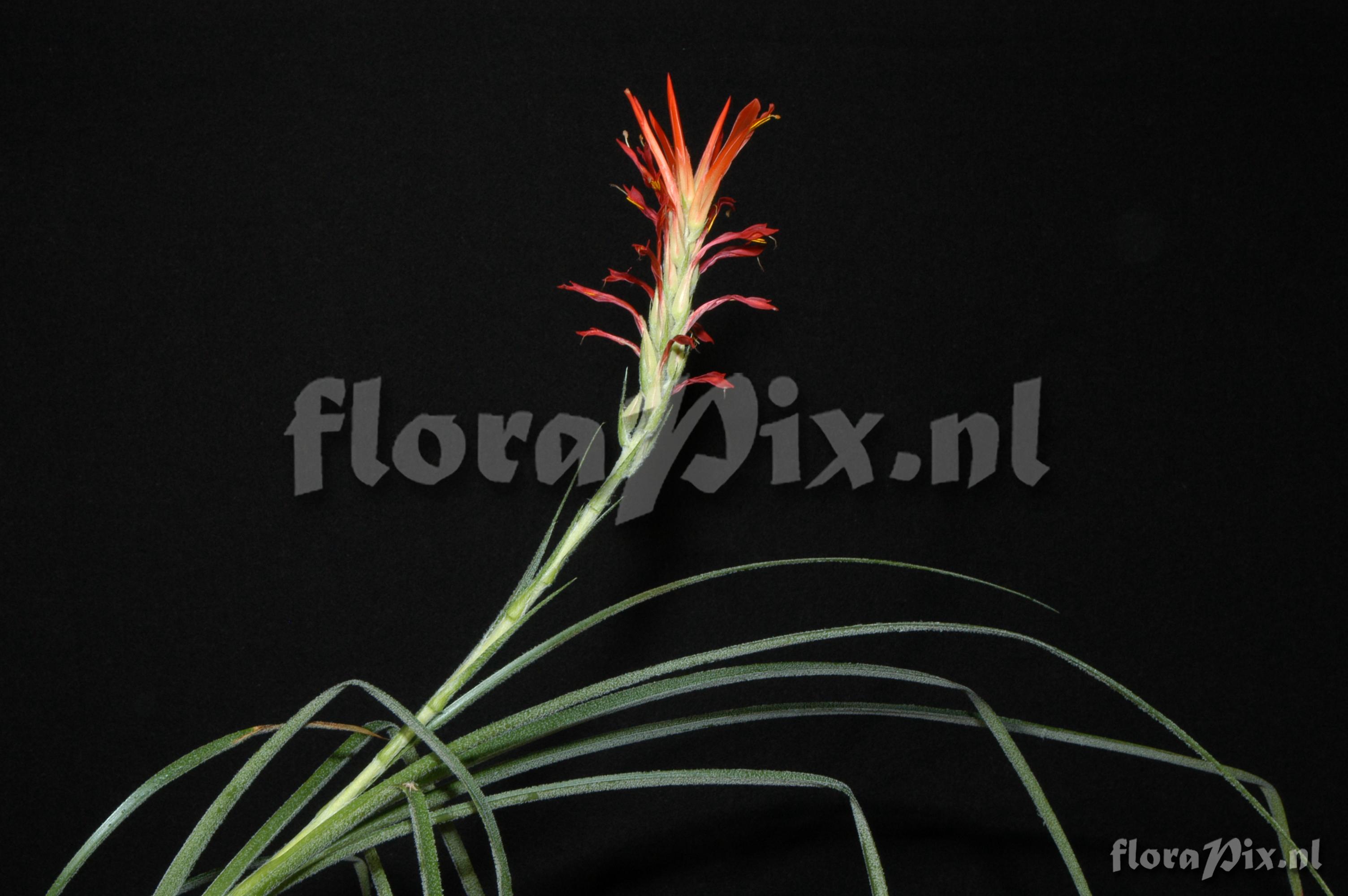 Pitcairnia pavonii