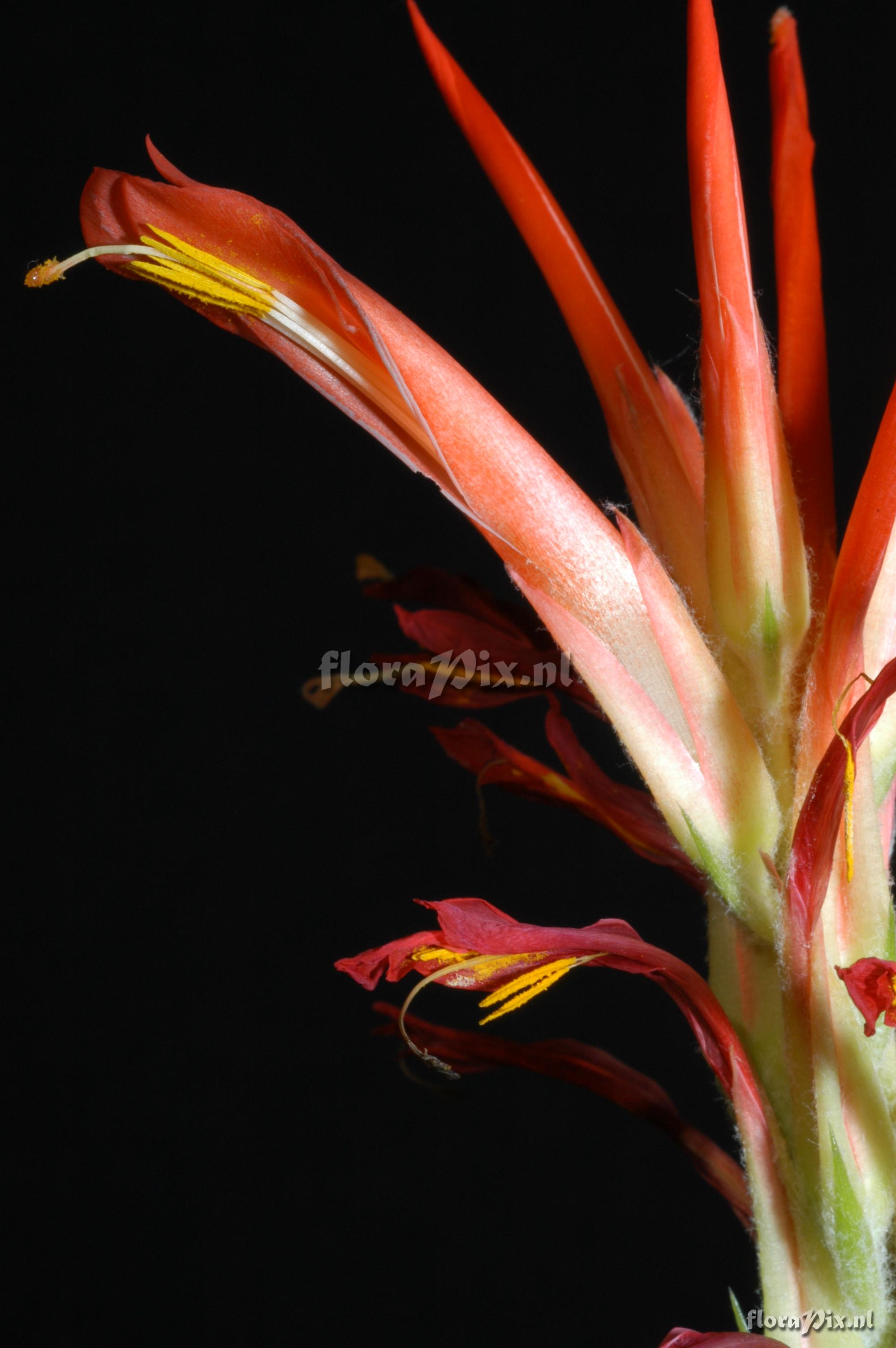 Pitcairnia pavonii