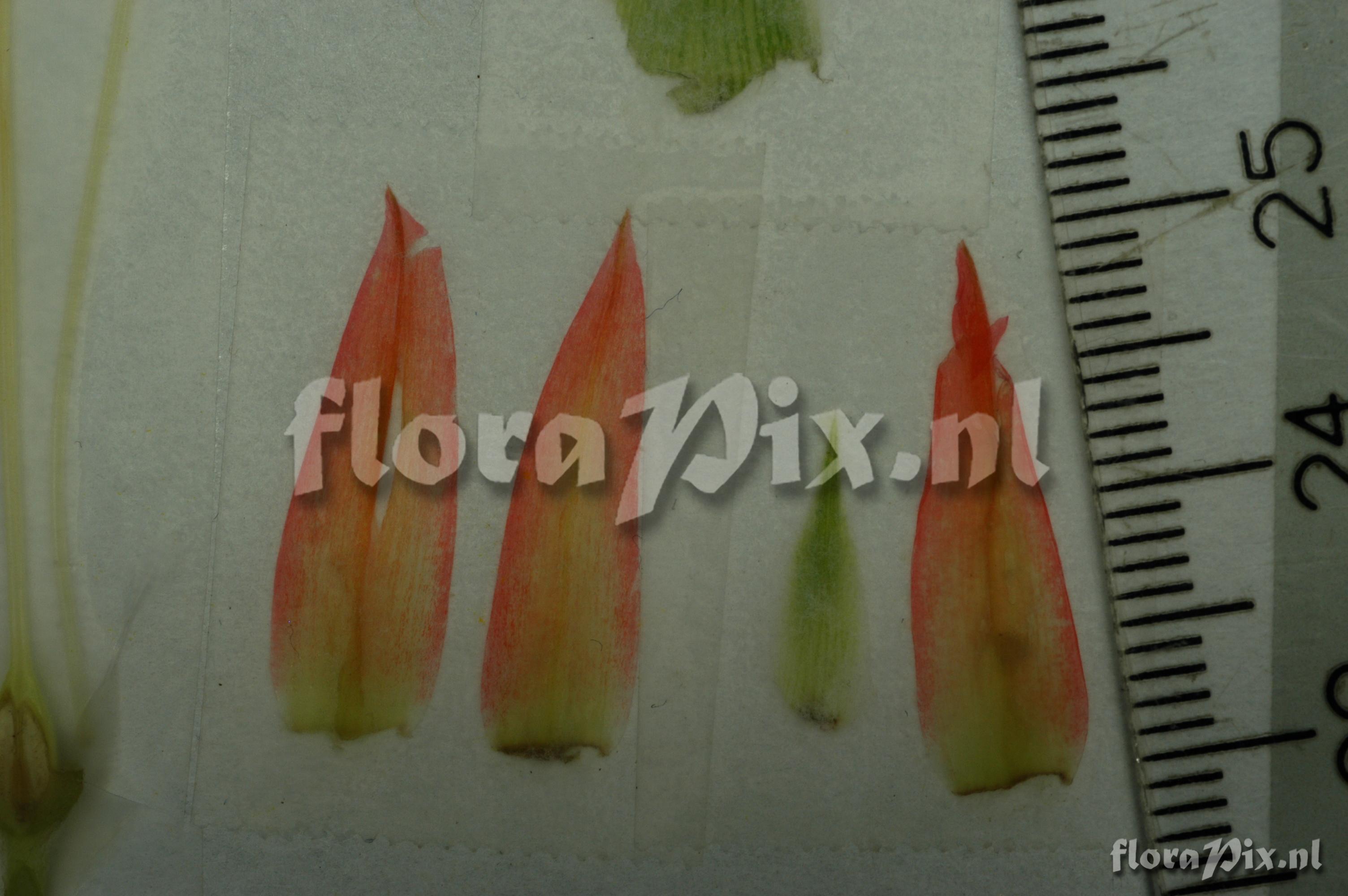Pitcairnia pavonii
