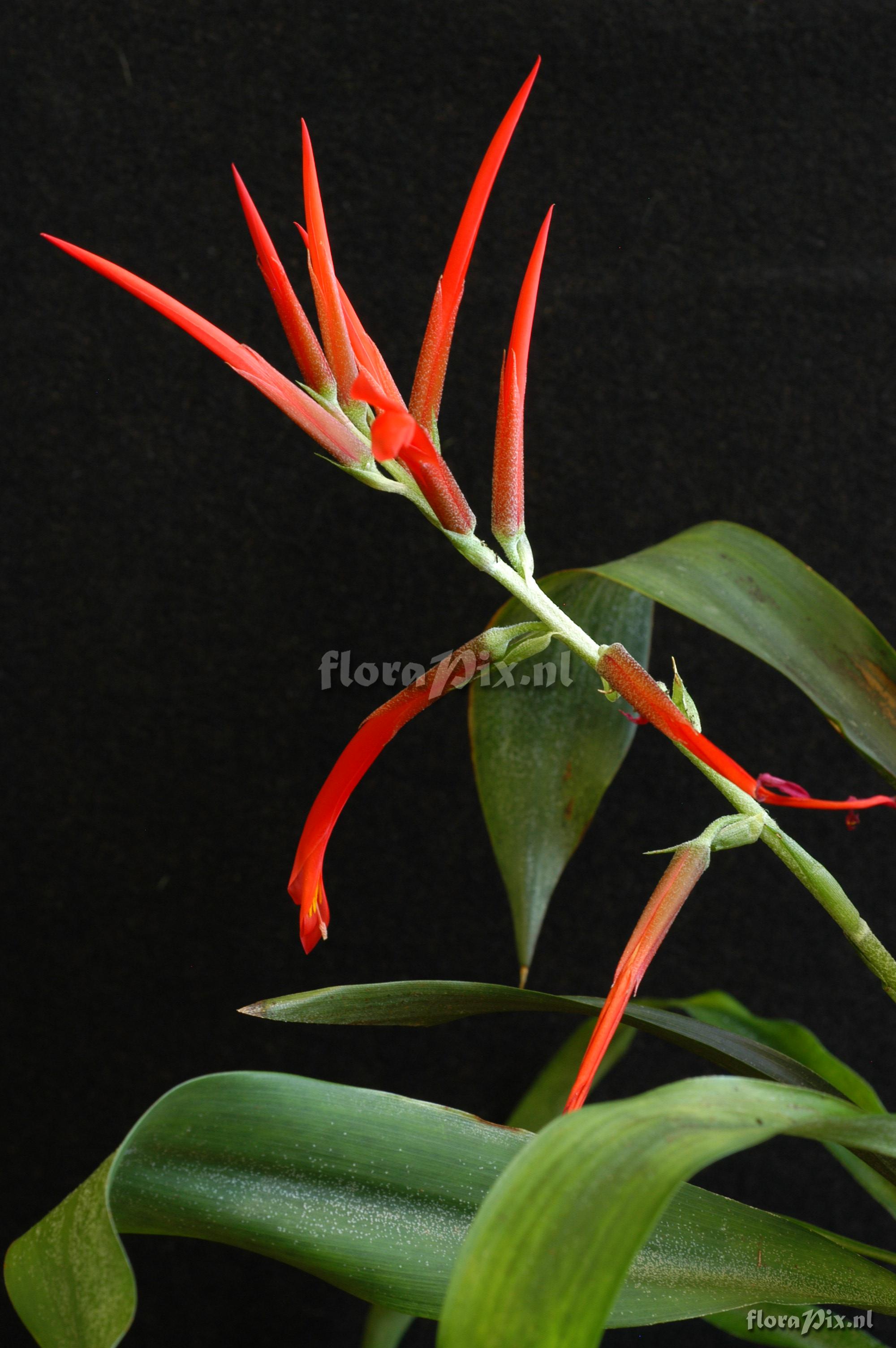 Pitcairnia riparia