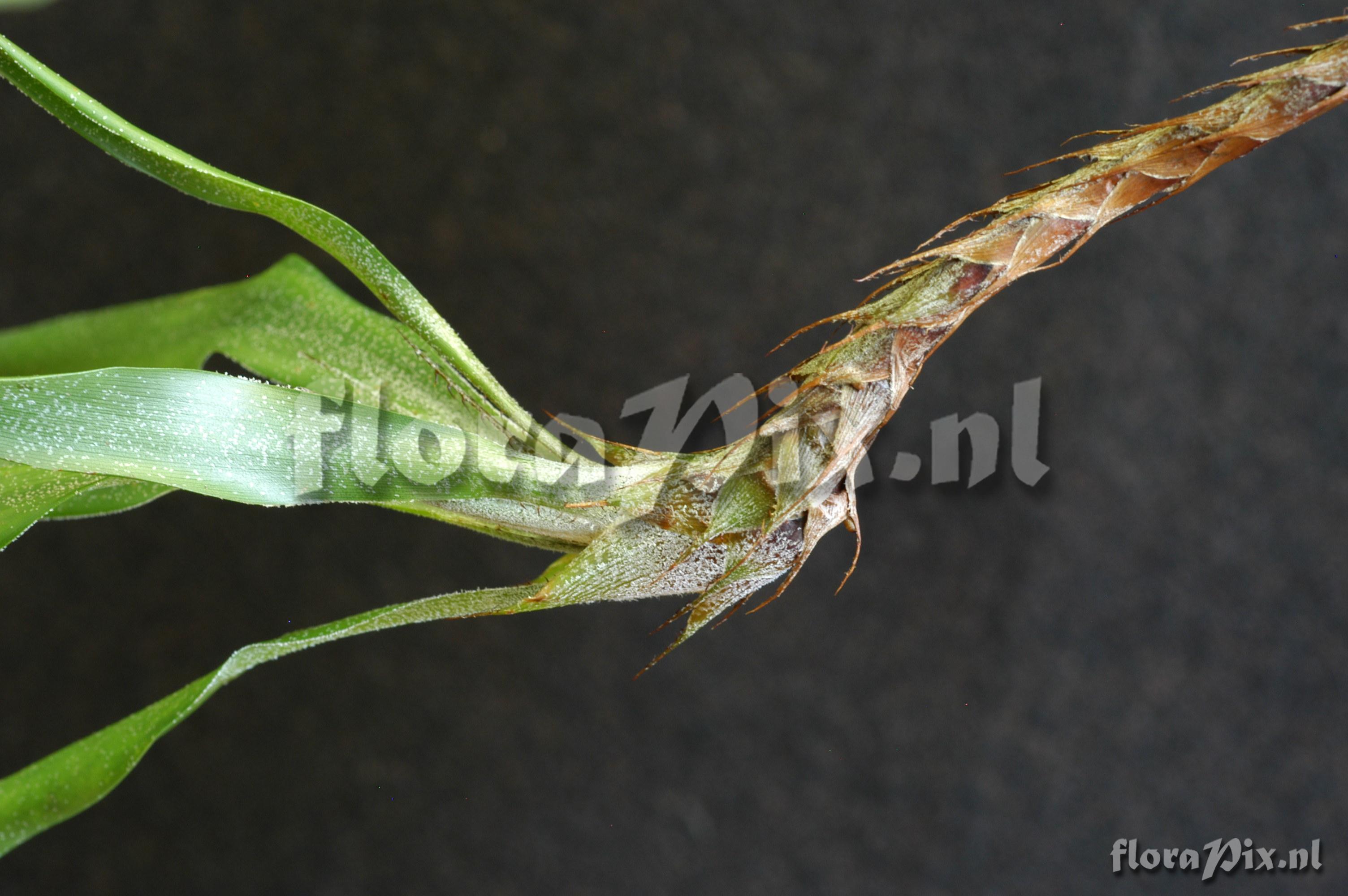 Pitcairnia riparia