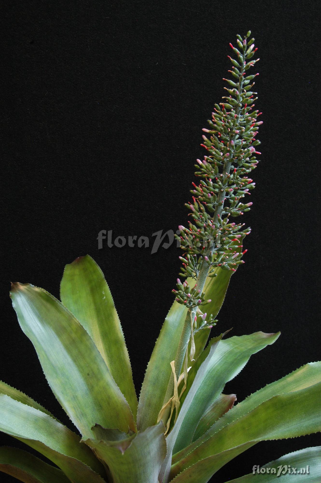 Aechmea lueddemanniana