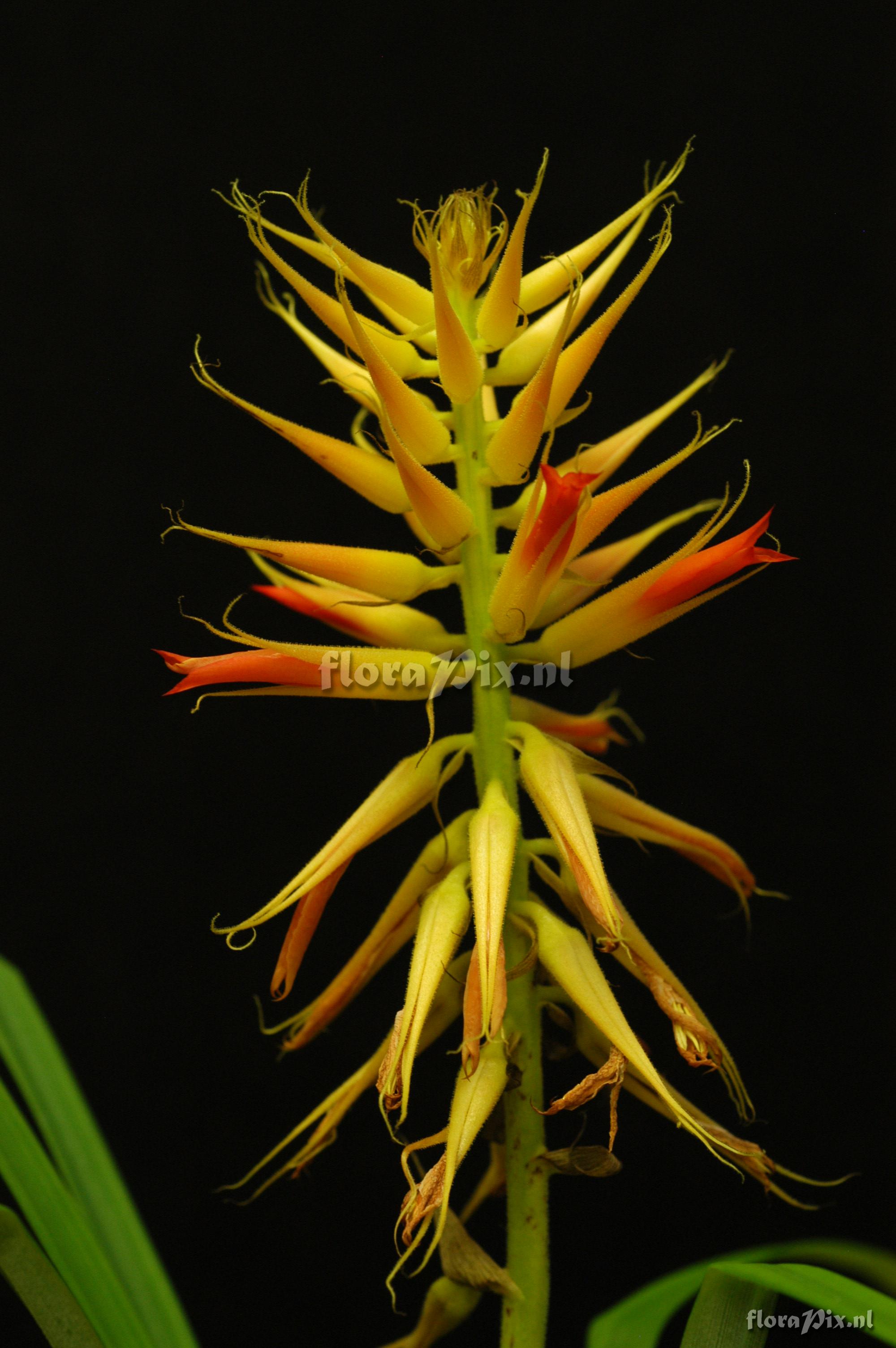 Pitcairnia sp.nov.